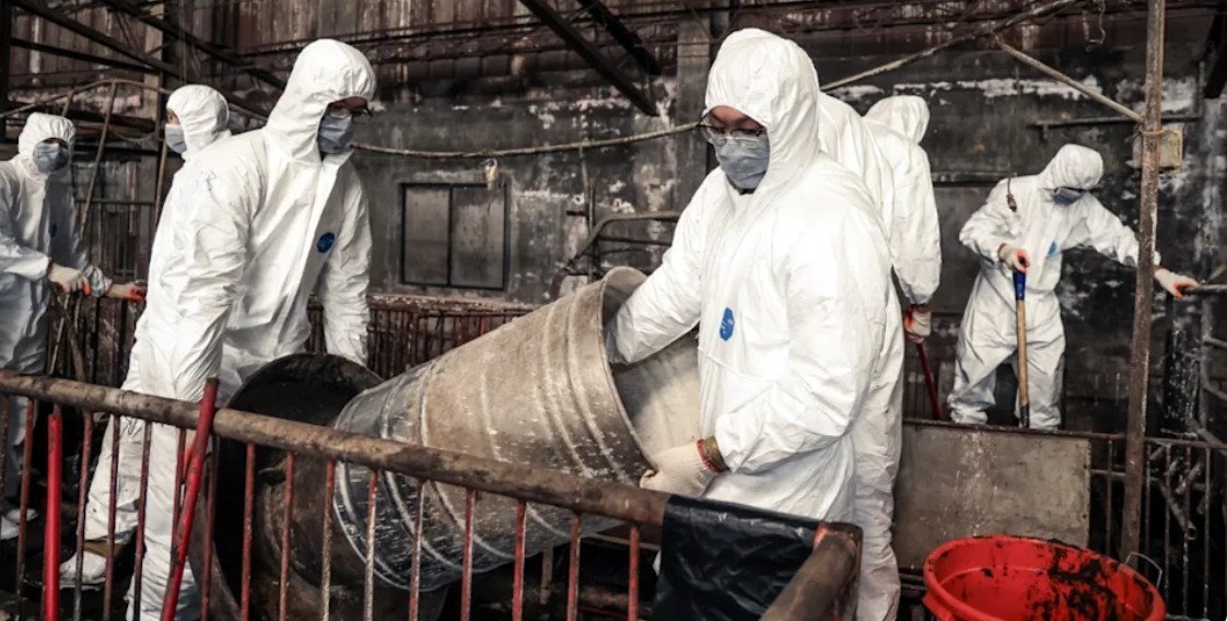 台中近期爆發非洲豬瘟事件。 (翻攝自市府官網)