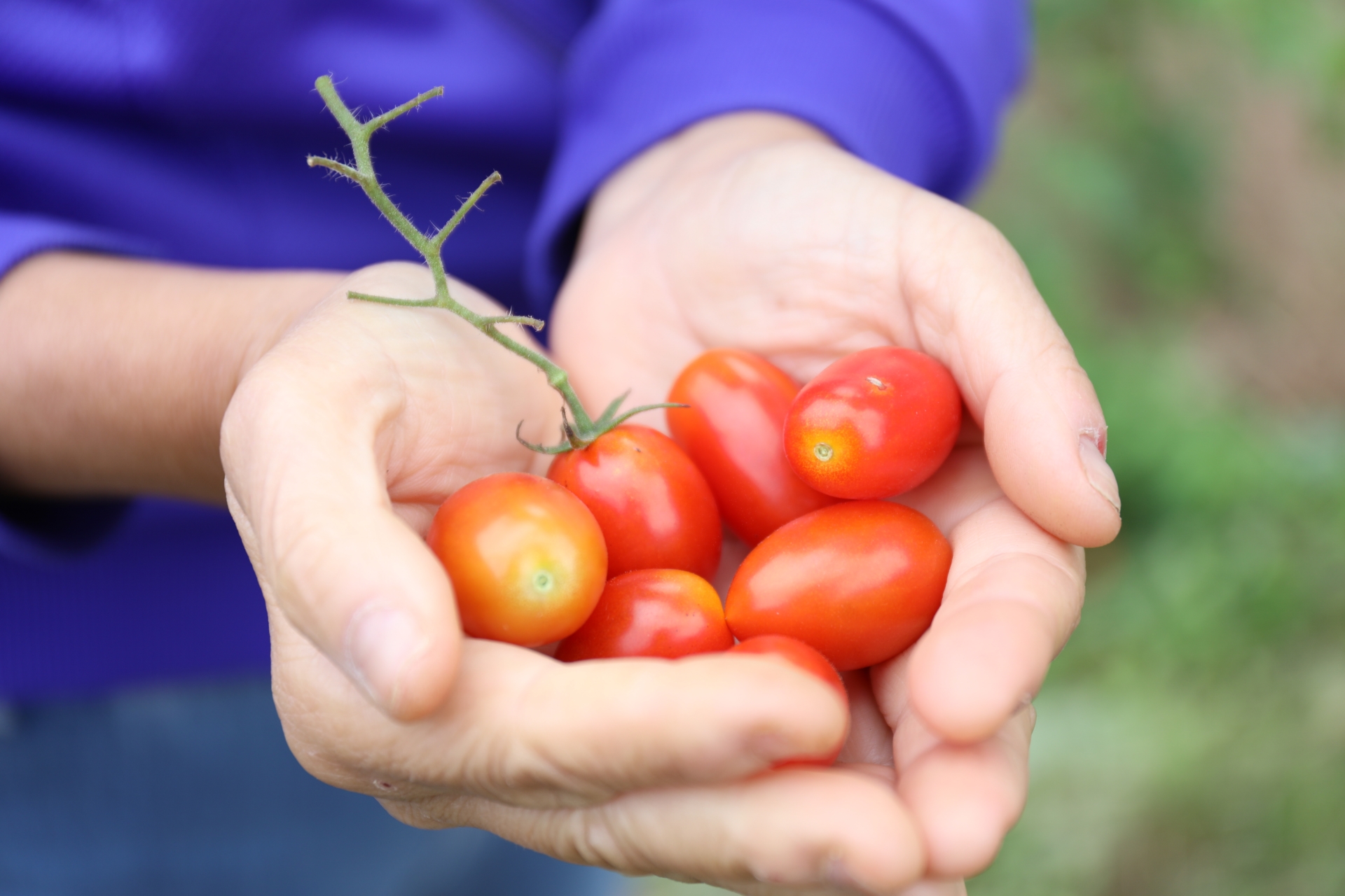 一名阿嬤以為孫子去讀「早稻田大學」是去讀農業。（示意圖，PhotoAC）