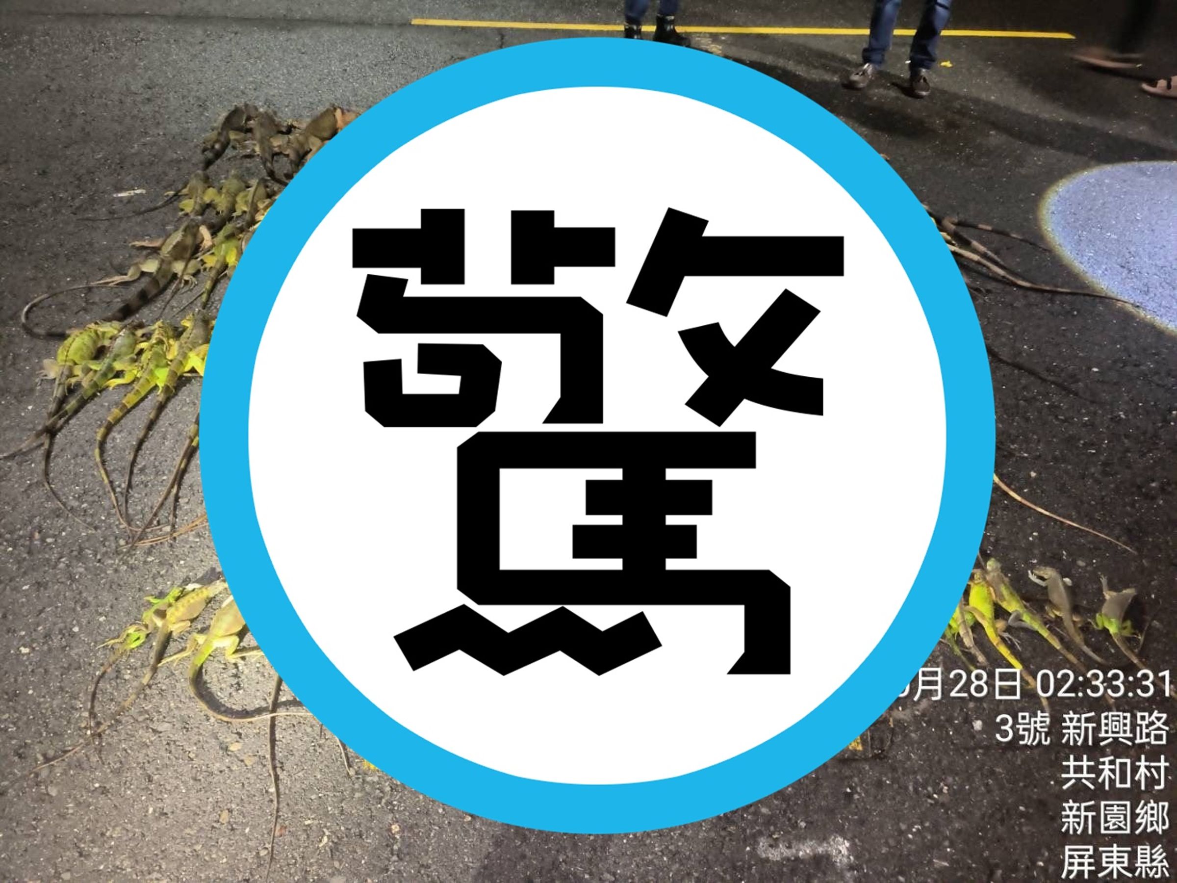 屏東縣農業處捕捉大量綠鬣蜥，驚人畫面曝光。（屏東縣政府提供）