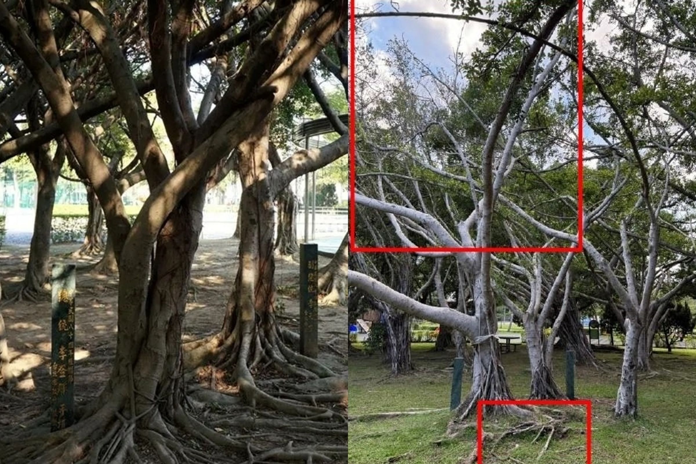 台北市士林區美崙公園內2棵具歷史意義的老榕樹近期遭民眾發現已不翼而飛。(左圖翻攝自臺北市行道樹路燈資訊網、右圖公園處提供)