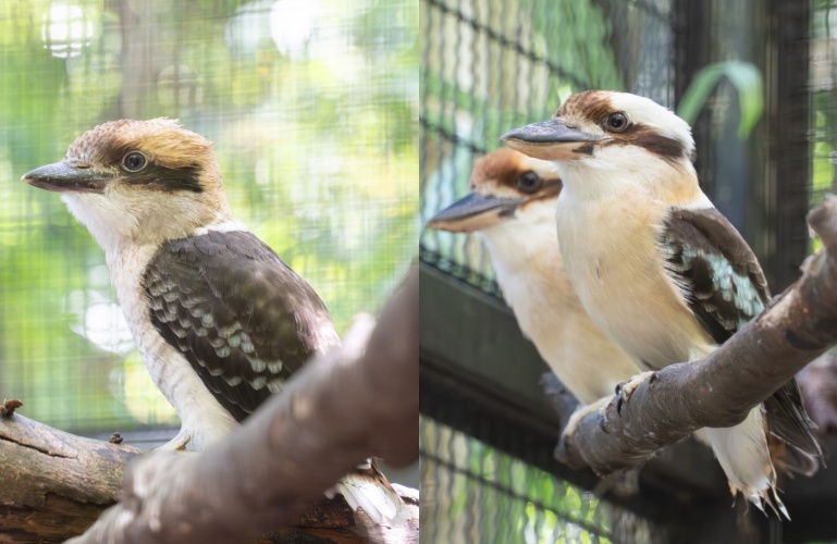 笑翠鳥亞成鳥羽色略帶米色（左圖），而成鳥的羽毛能明顯看出有水藍色斑點（右圖）。（北市動物園提供）