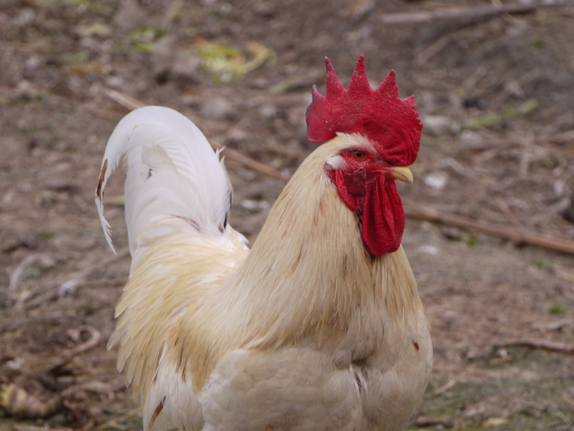 北京一名大媽不滿飼養的愛雞被殺害，每天狂放廣播誓言揪出凶手。（示意圖，photoAC）