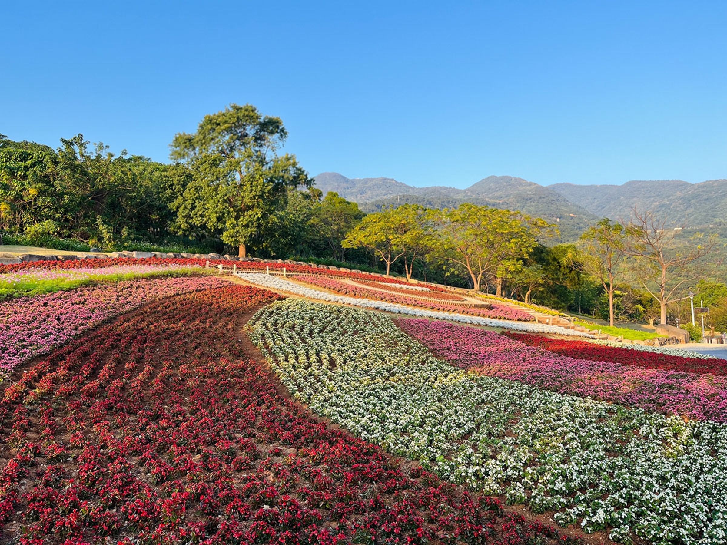 「台版富良野」北投三層崎公園花海迎新春。(翻攝「花IN台北」官網)