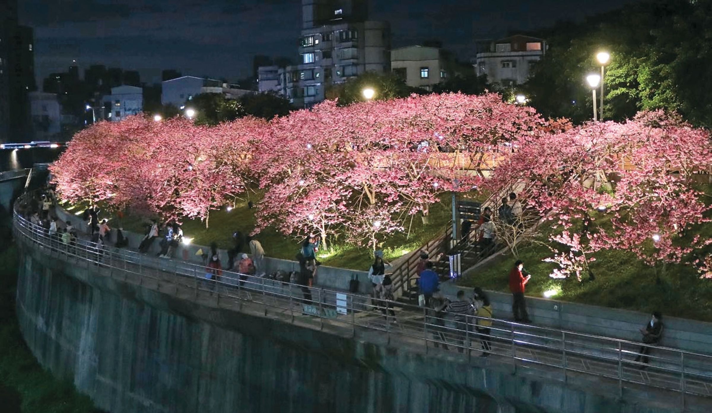 「樂活夜櫻季」期間,民眾可沿著水岸欣賞盛開的櫻花。(資料照)
