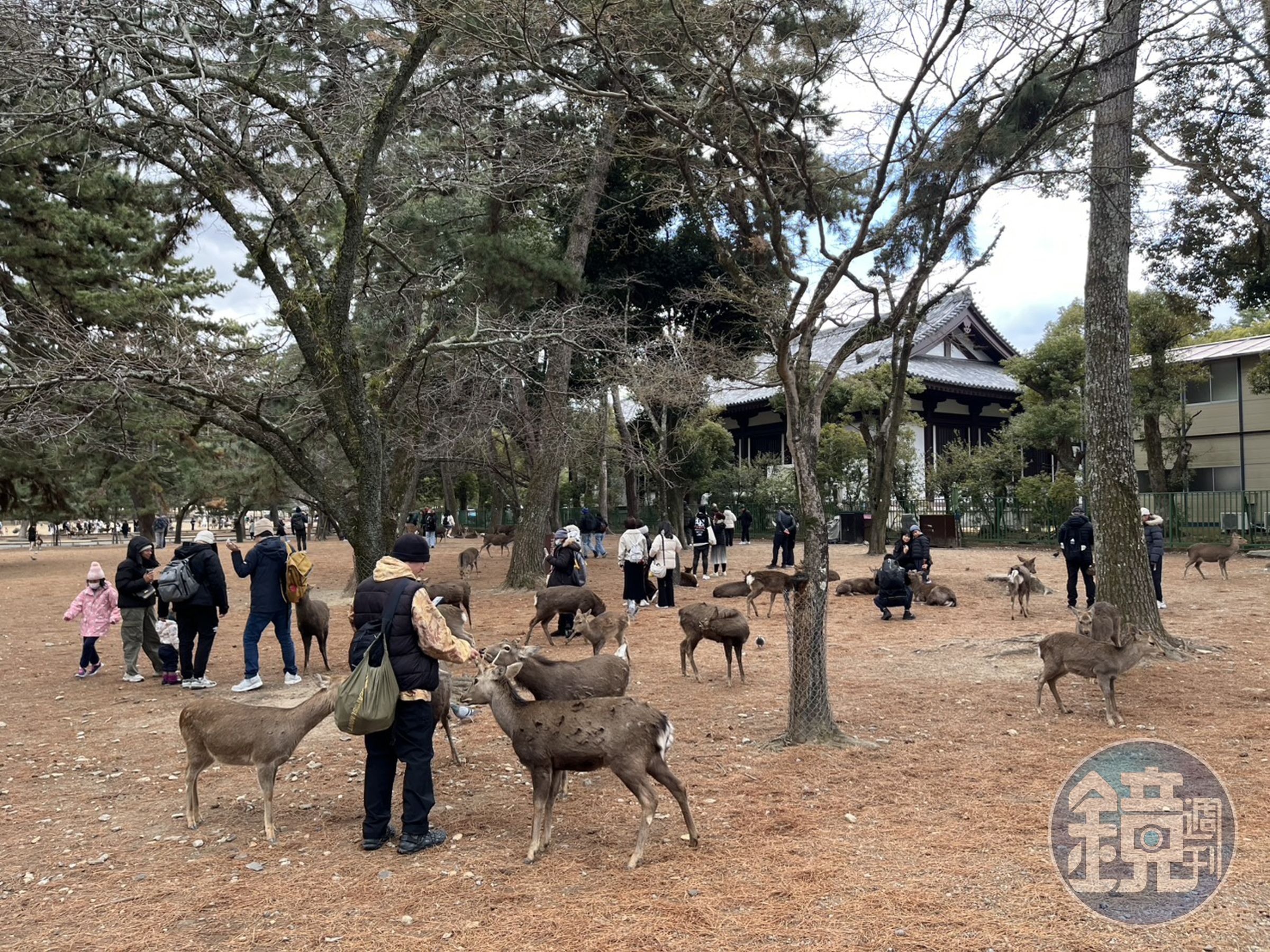 奈良公園驚傳有偷拍狼出沒，59歲嫌犯自爆專挑外國女遊客下手。（示意圖）