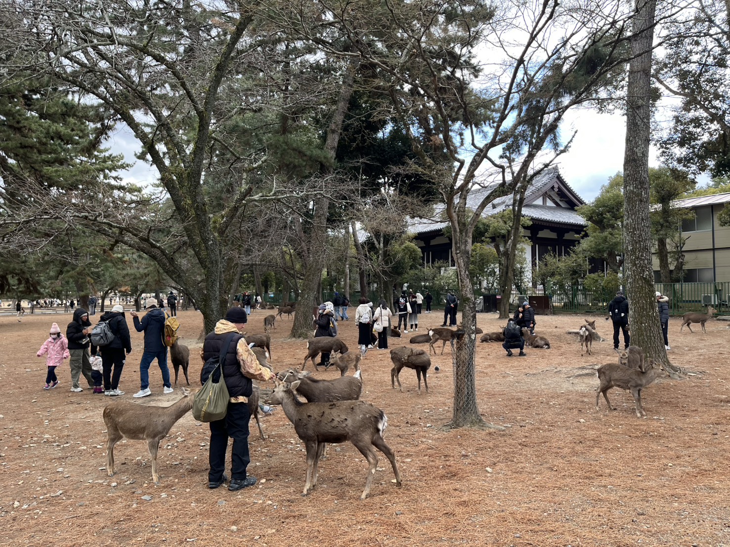奈良公園驚傳有偷拍狼出沒，59歲嫌犯自爆專挑外國女遊客下手。（示意圖）