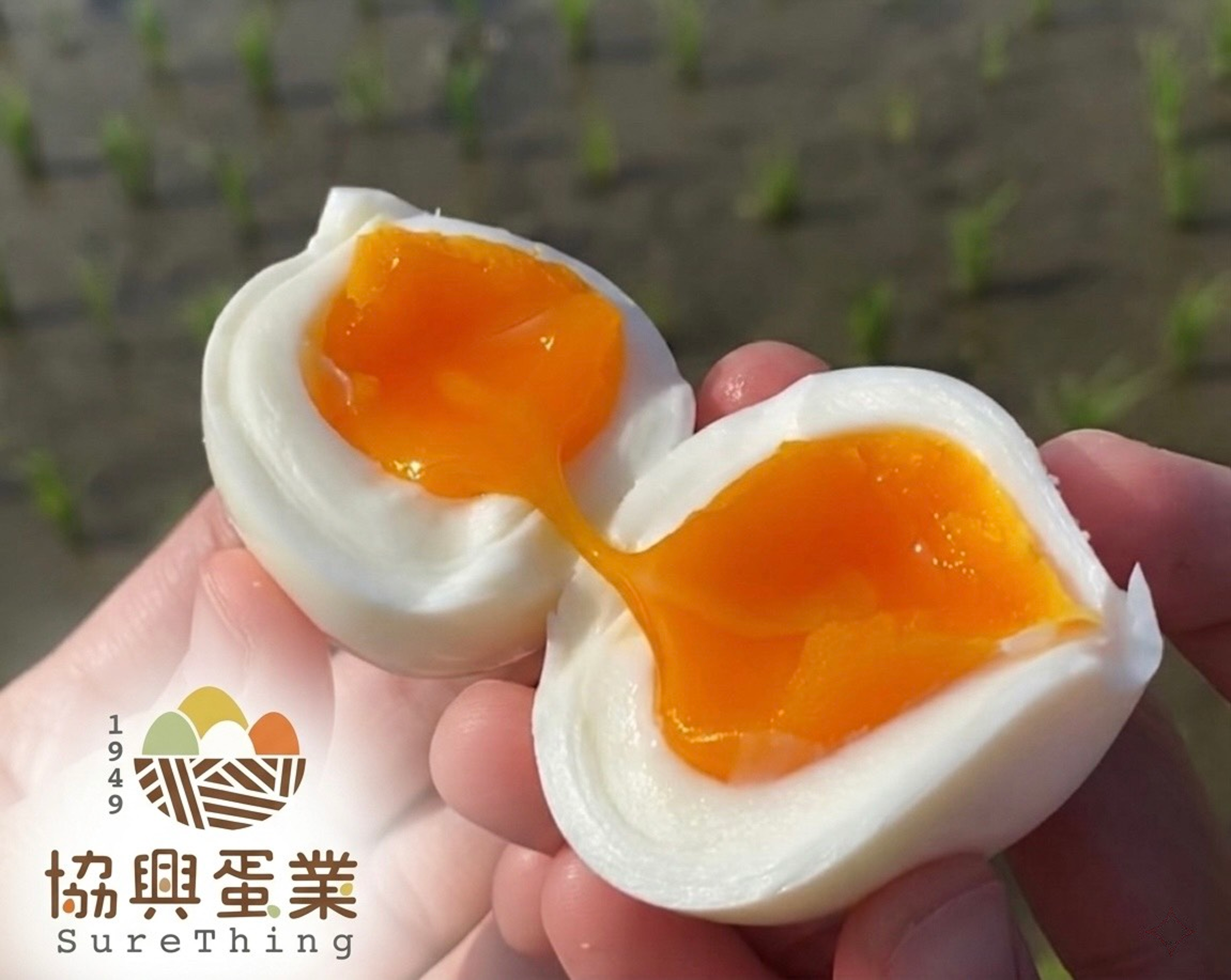 半熟蛋最好選用生食級雞蛋更安全。（協興蛋業提供）