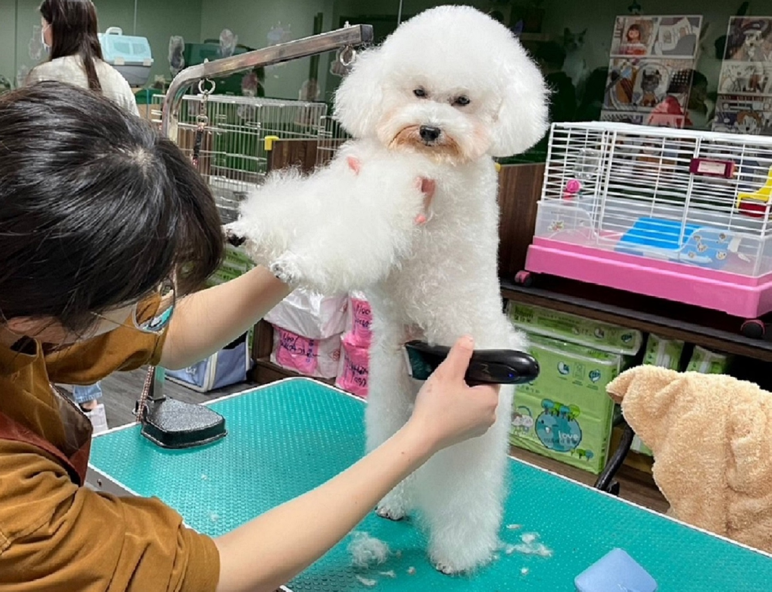 毛寶貝有任何皮膚狀況都要先告知。（新北動保處提供）