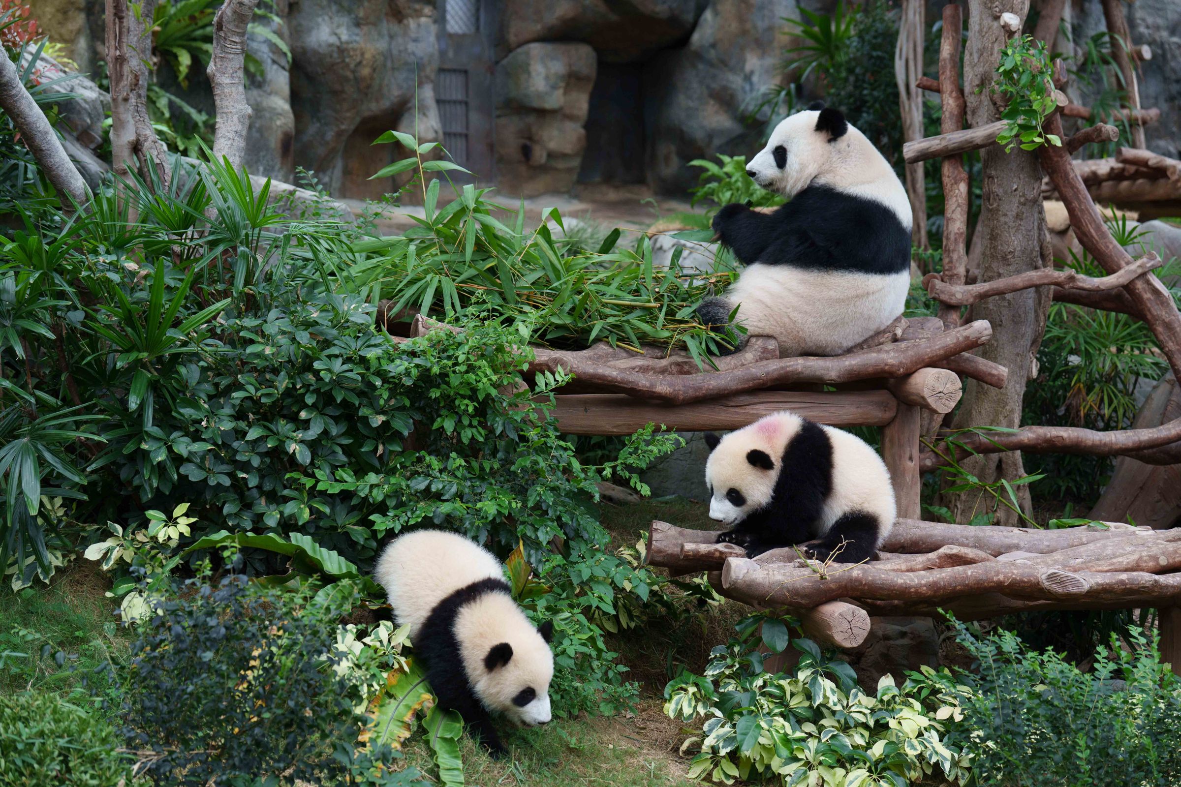 香港海洋公園今年夏天將登場熊貓家族生日派對，圖為媽媽「盈盈」（上）、雙胞胎弟弟「得得」（中）、雙胞胎姐姐「加加」（地上）。（香港海洋公園提供）