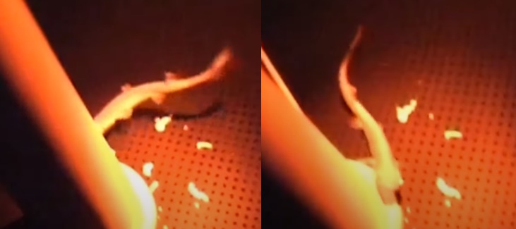 日本研究團隊成功利用「人造子宮裝置」分娩出一隻鯊魚寶寶。（翻攝ANNnewsCH YouTube頻道）