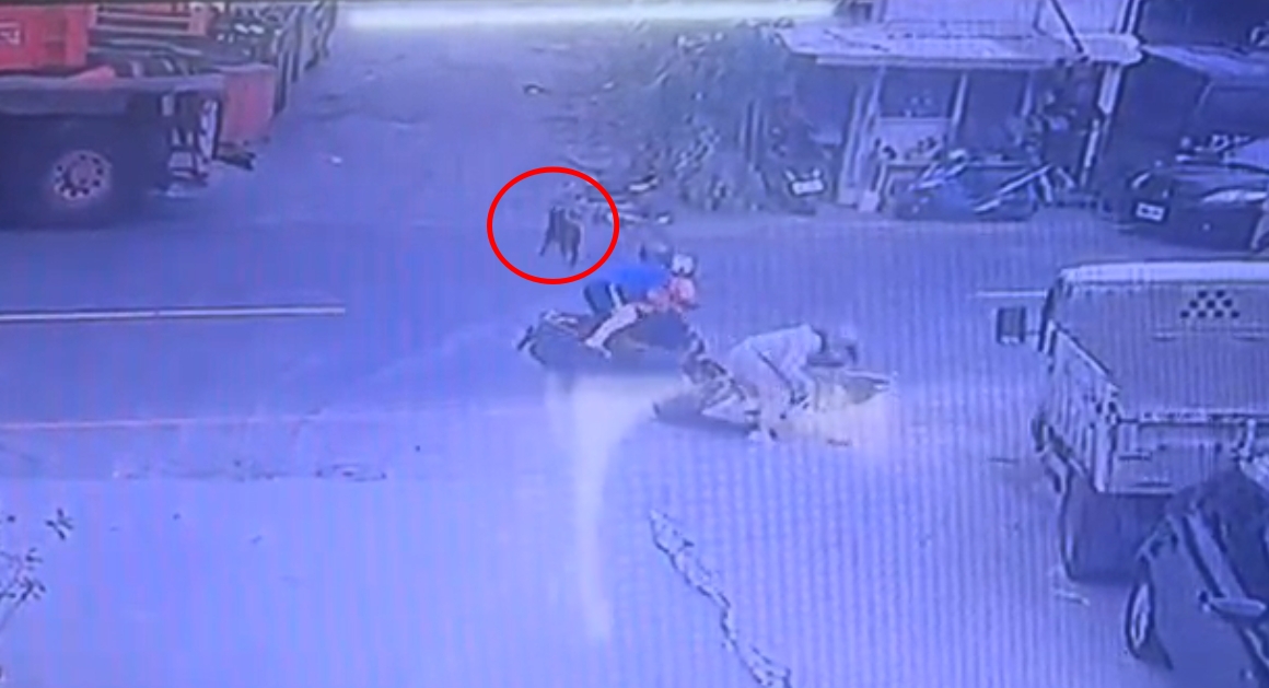 疏縱寵物在道路奔走妨害交通，引發肇事。（示意圖，新北市交通事件裁決處提供）