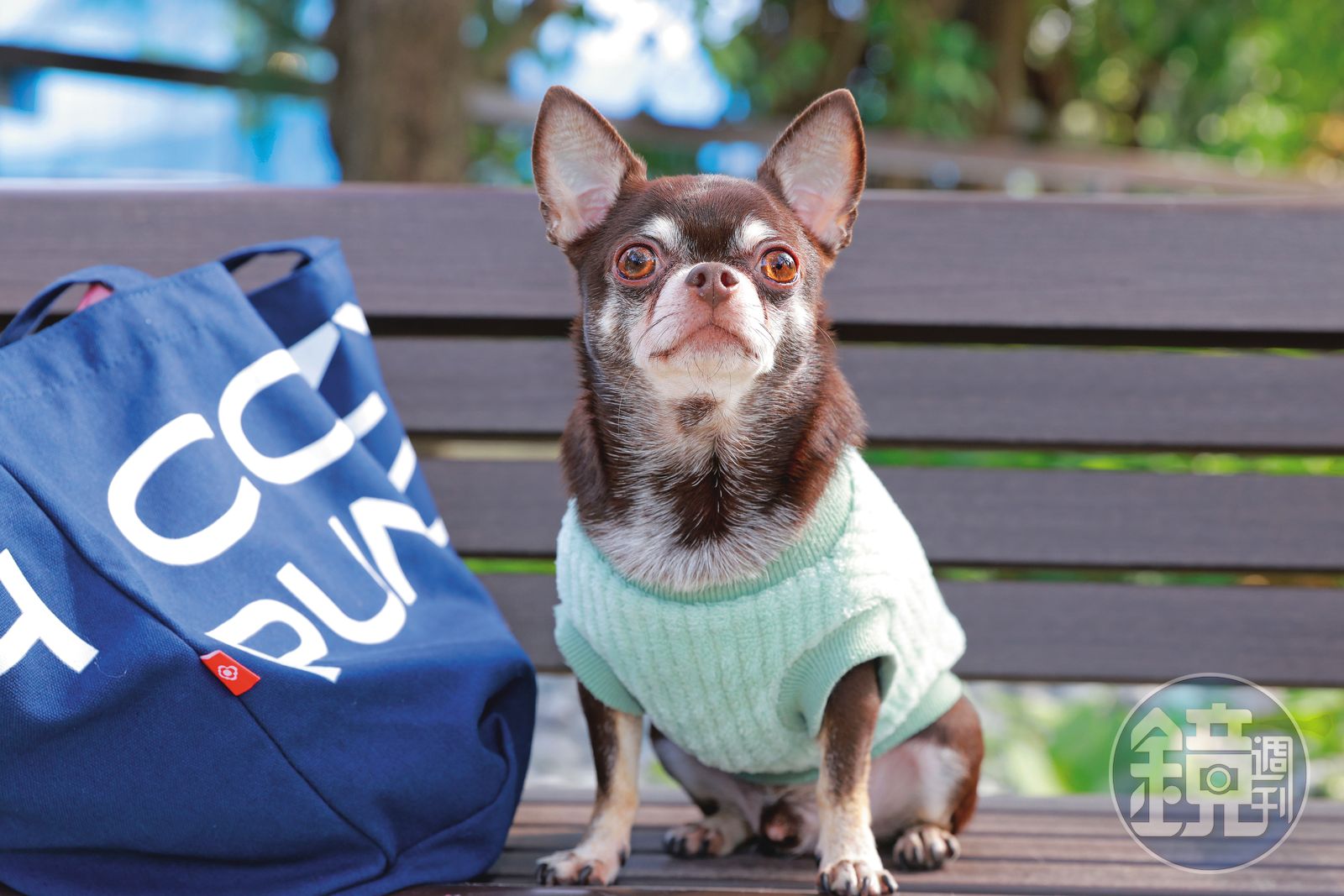 聽見人聲暴衝　林韋君怕吉娃娃出門被踹