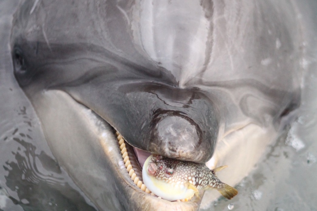 一隻野生河豚因迷路誤闖海豚活動區，結果竟被調皮的海豚盯上。（翻攝自@seadonut X）