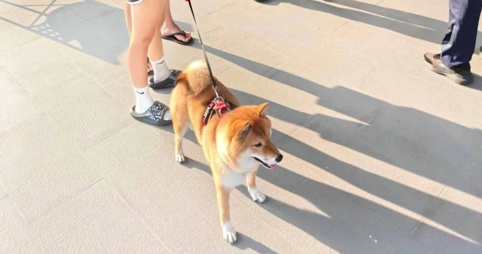 台中市烏日區一隻名為「多多」的柴犬走失後,竟直接跳上路過女駕駛的車輛「搭便車」,最終在烏日警分局五光派出所員警的協助下,透過掃描晶片順利回家。(翻攝畫面)