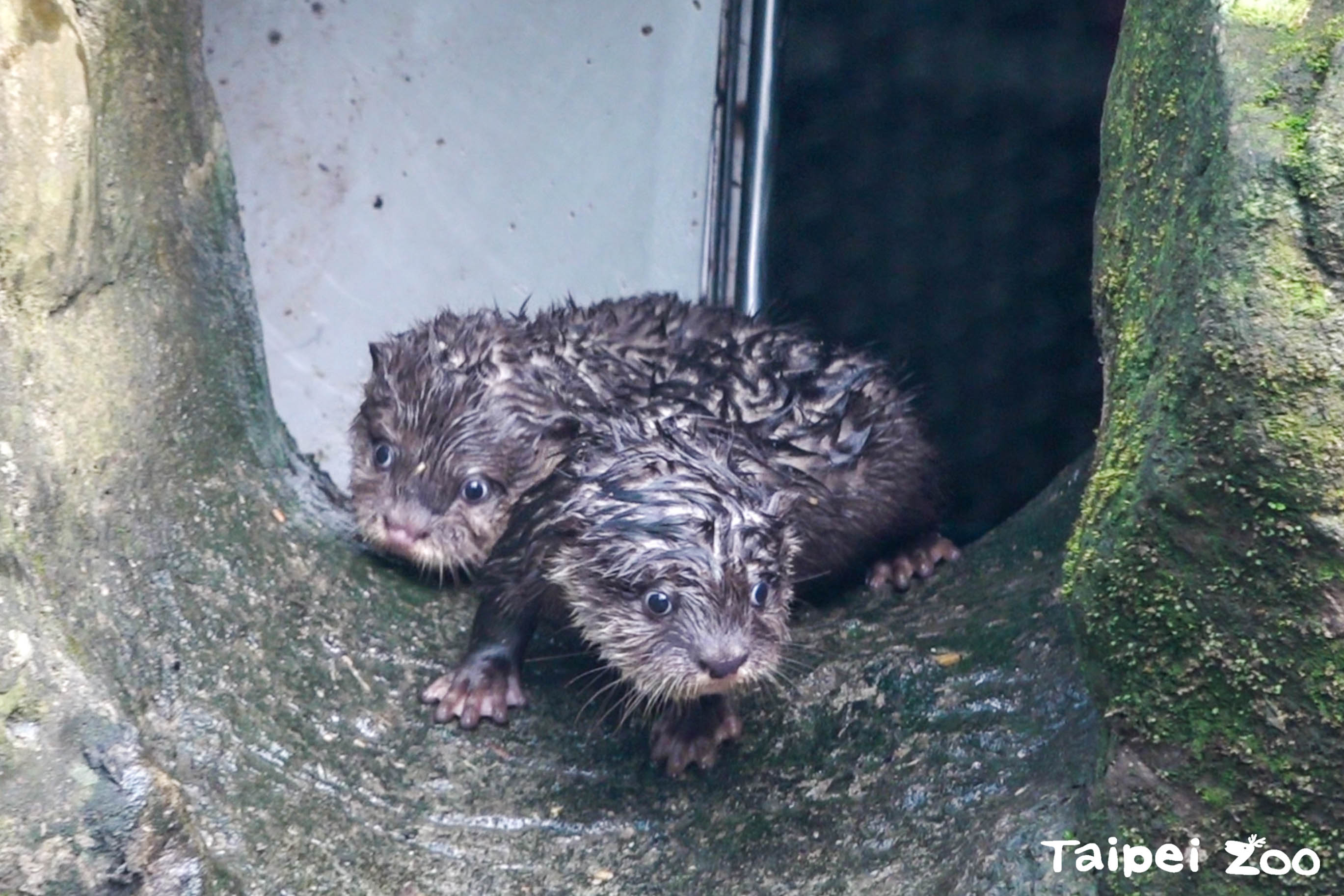 水獺寶寶們到戶外探索,對一切事物感到好奇。(台北市立動物園提供)