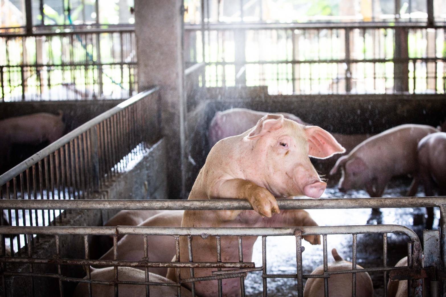 台中市一處養豬場日前爆出確診非洲豬瘟，引發各縣市高度警戒。