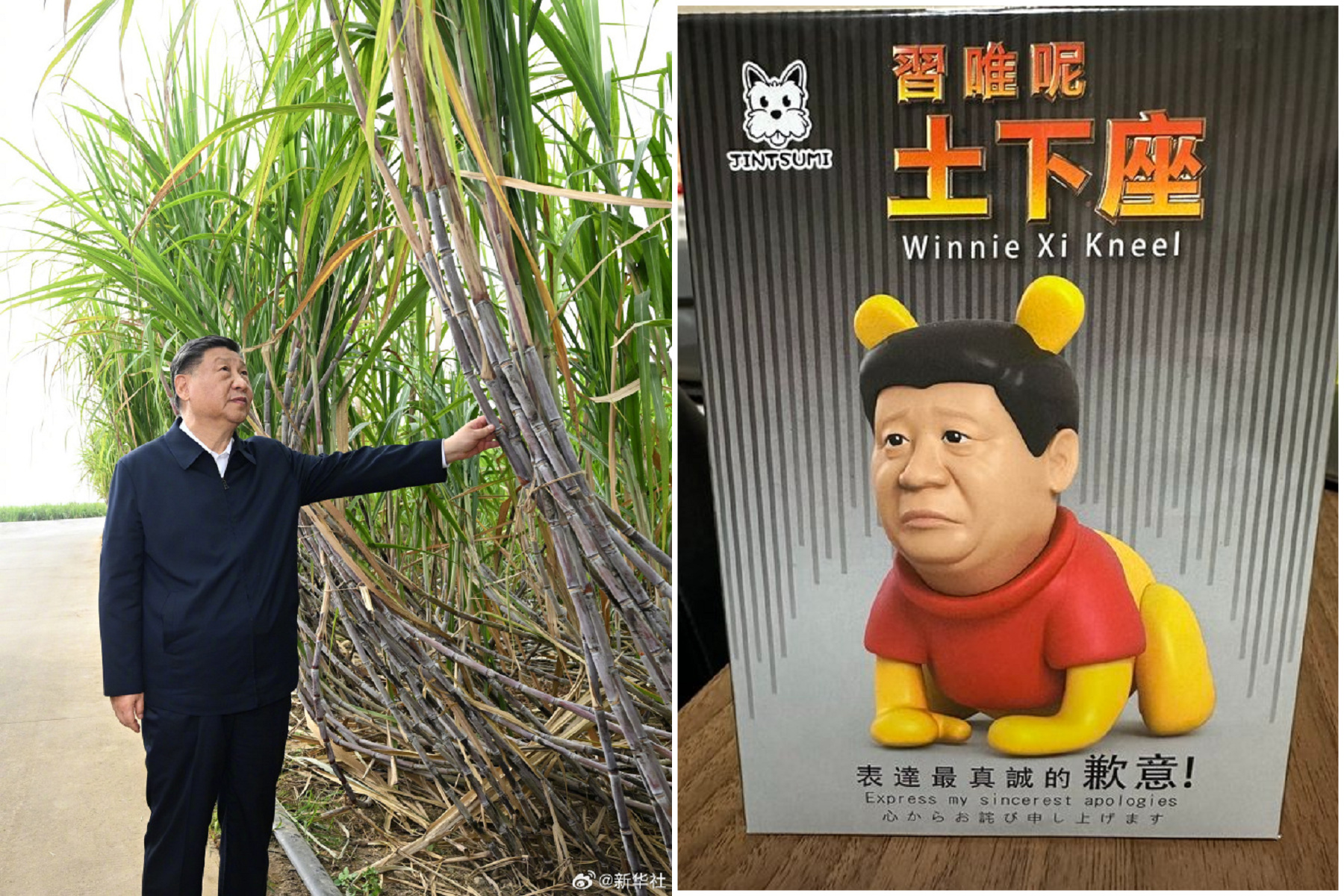 習近平真的神！碰過的甘蔗被高潮鄉民摸爛，日本人用「習維尼」避邪。（翻自微博+X平台）