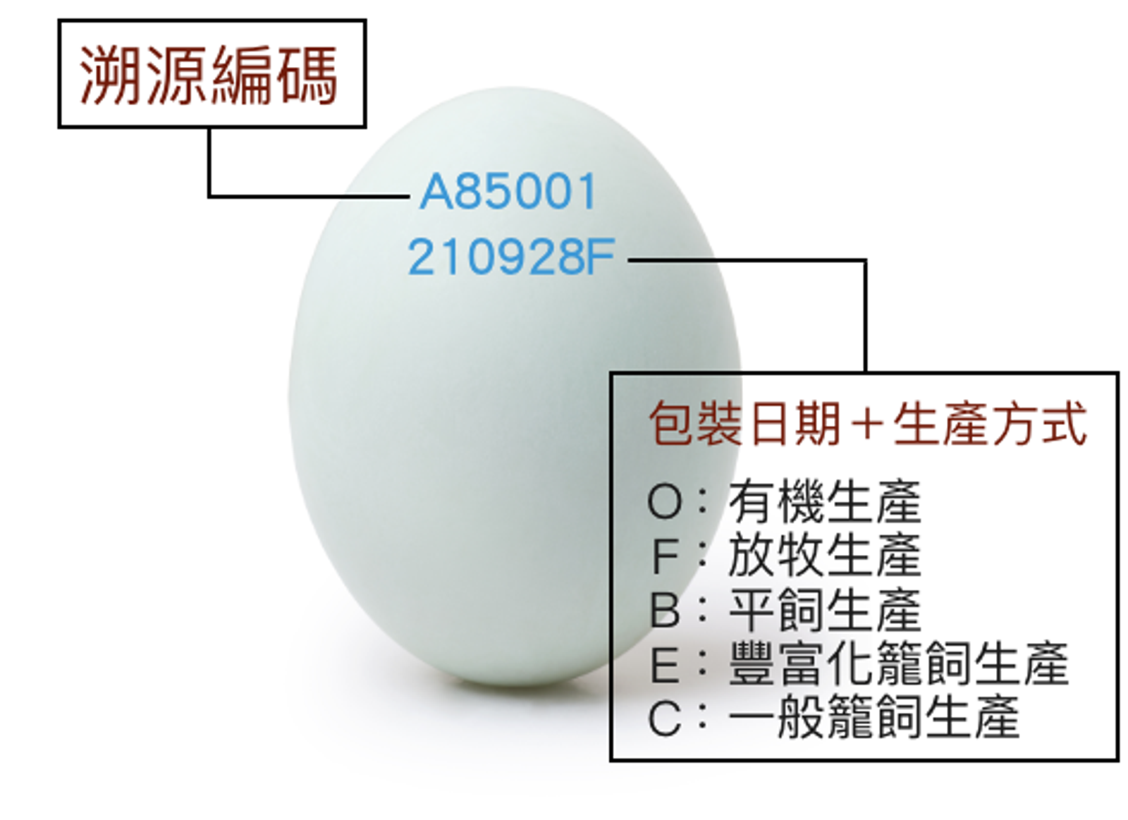 買蛋前必看！英文字母尾碼竟透露雞的飼養方式。（農業部提供）