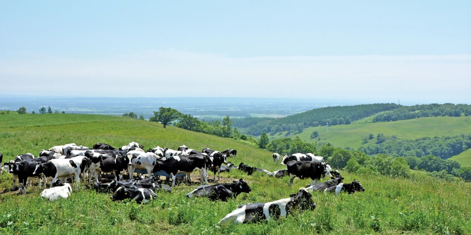 「Naitai高原牧場」可與放牧的牛隻「近距離」互動。（翻攝Naitai高原牧場官網）