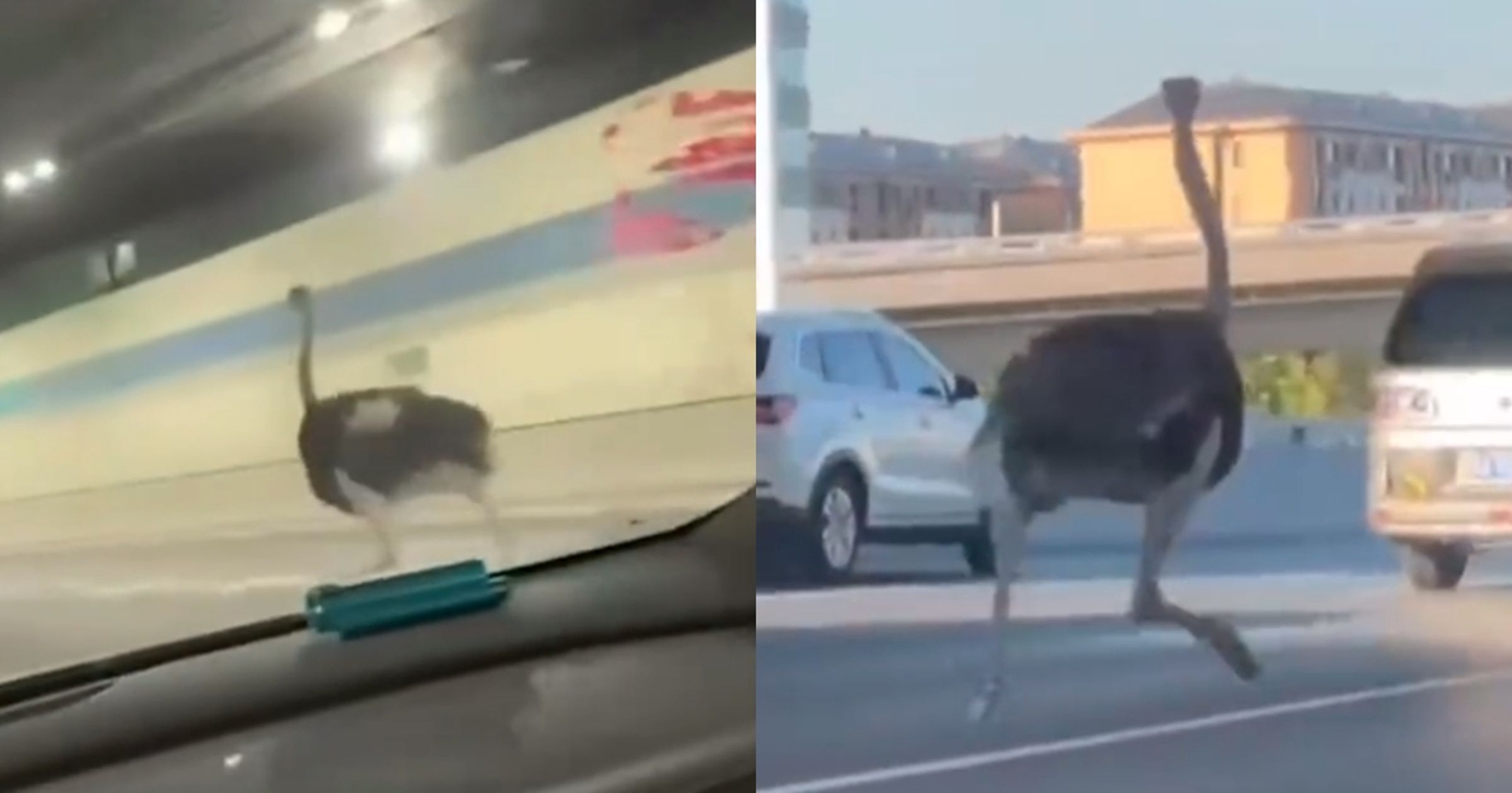 中國鄭州一頭鴕鳥奔上高架道路,期間還害員警摔車。(翻攝自微博)