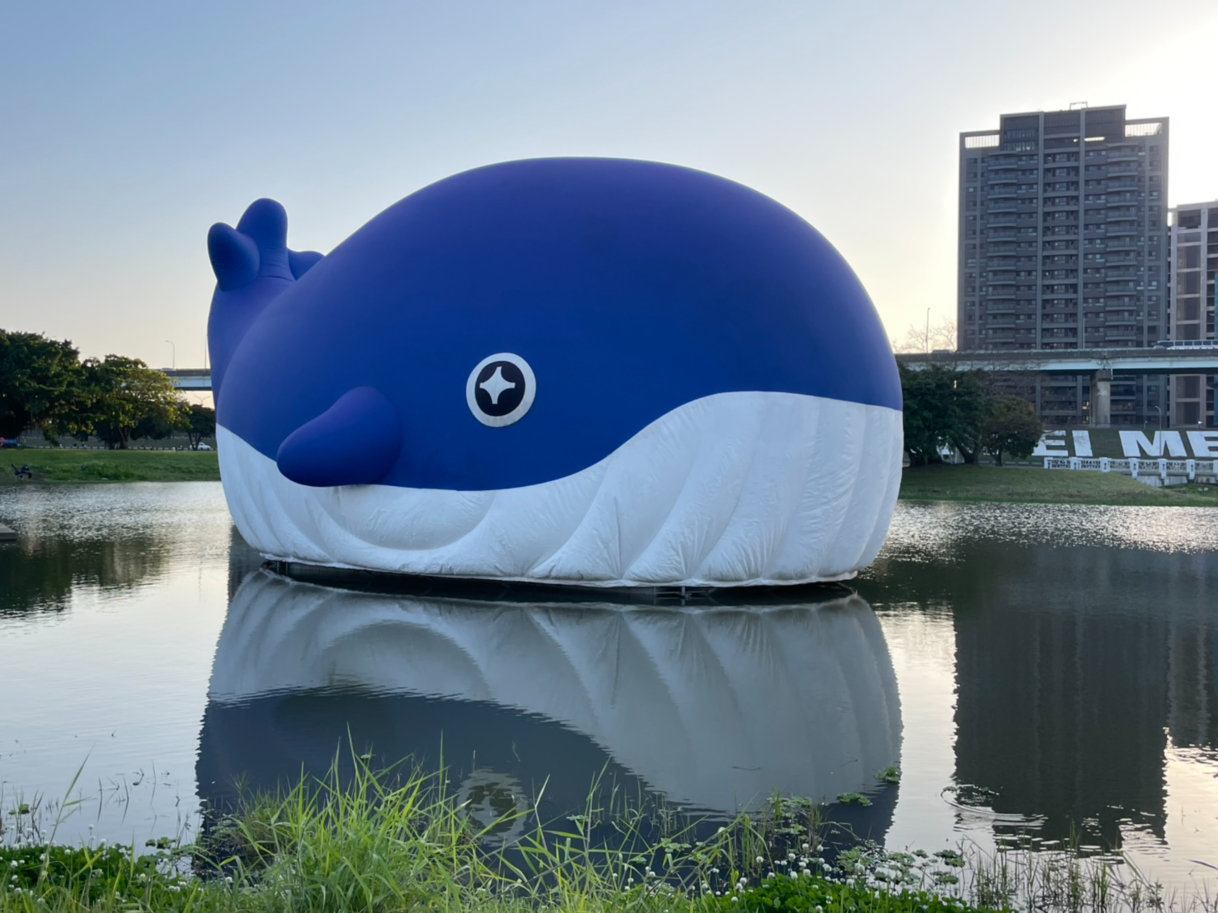 「粉嘻鯨」3月22日至4月20日在新北大都會公園限時登場。(新北市觀旅局提供)