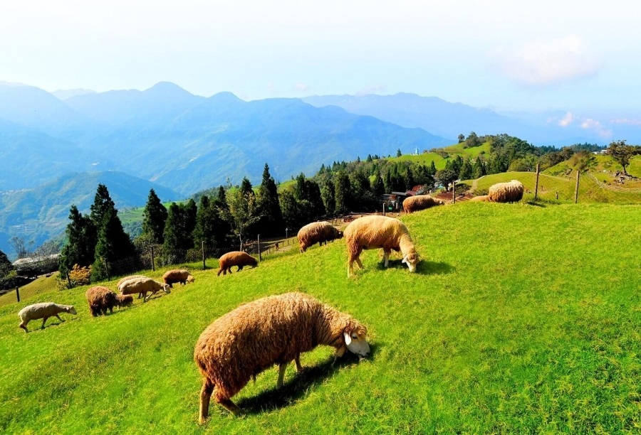 美麗的清境農場，近年遊客減少，包括紙箱王和星巴克2指標景點熄燈後，網友感嘆已逐漸沒落，圖為示意圖。（翻攝自清境農場官網）