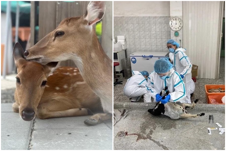 受害業者特助出面回應事件，一度哽咽表示難以接受。（翻攝畫面、臉書＠星夢森林劇場）