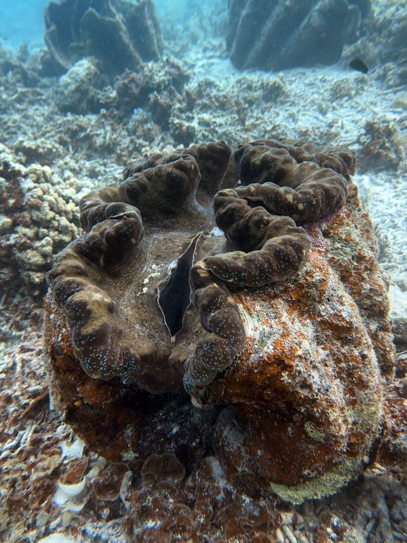 帛琉海洋資源得天獨厚，還能見到世界上體型最大的貝類「硨磲貝」。
