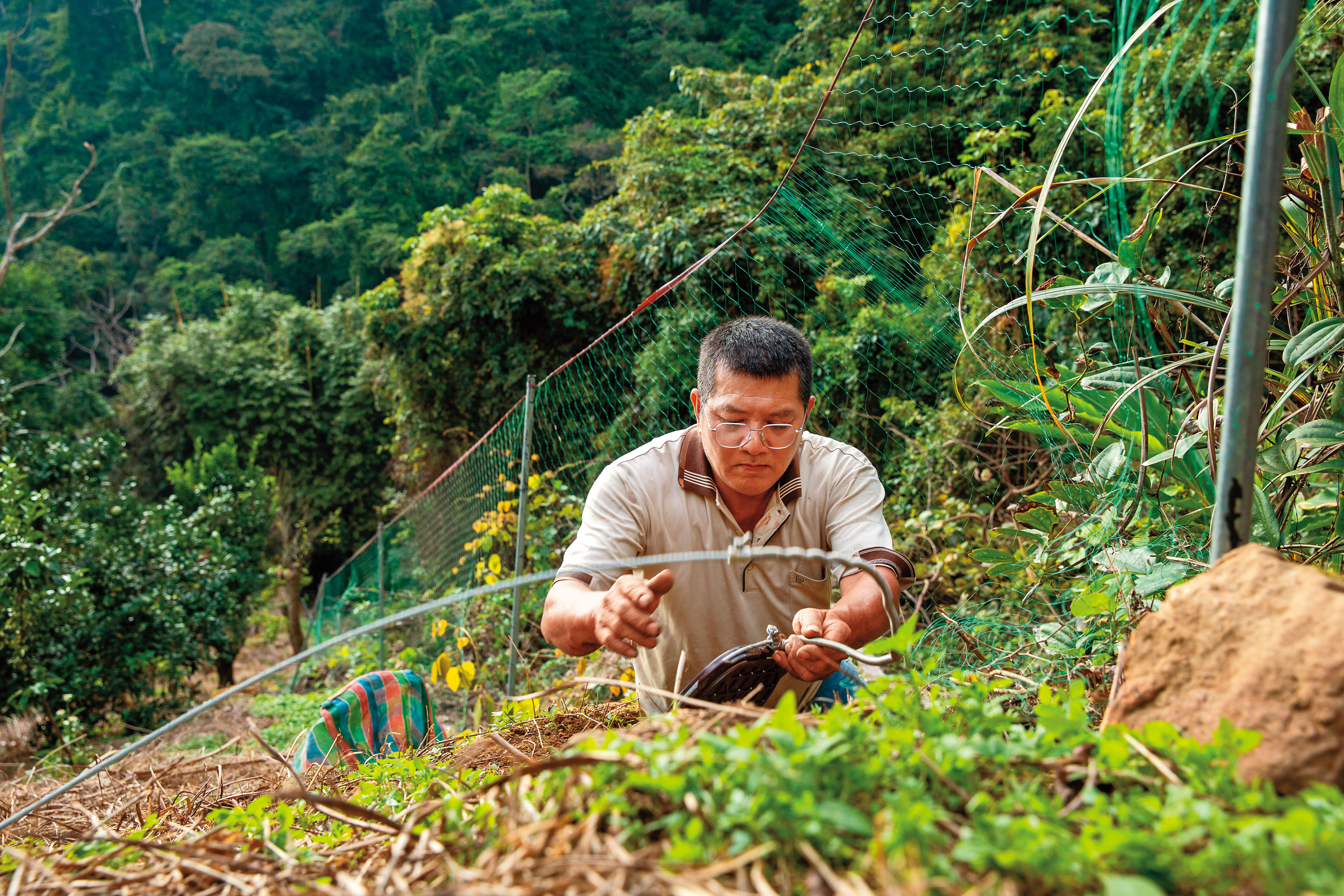 為了防治野生動物造成農損，苗栗一帶的農友會找來專業獵人設陷阱捕捉侵擾農地的動物。