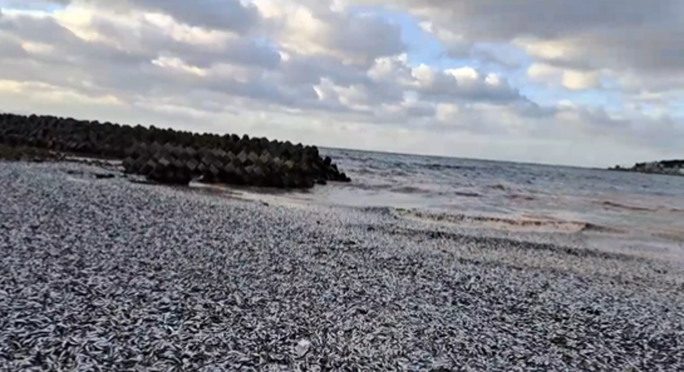 沙丁魚死屍1千噸佈滿北海道海岸，福島排核廢水惹禍？日專家這樣解釋。（翻自X平台）