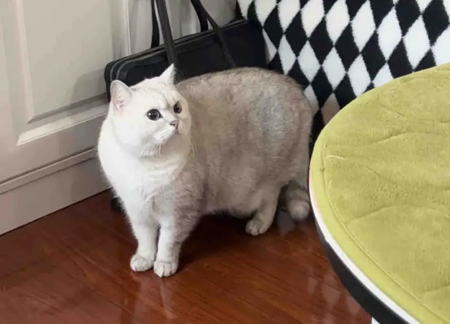 老闆到她家作客時，貓咪一眼就認出誰是「壞人」對老闆哈氣出拳。（翻攝自搜狐）