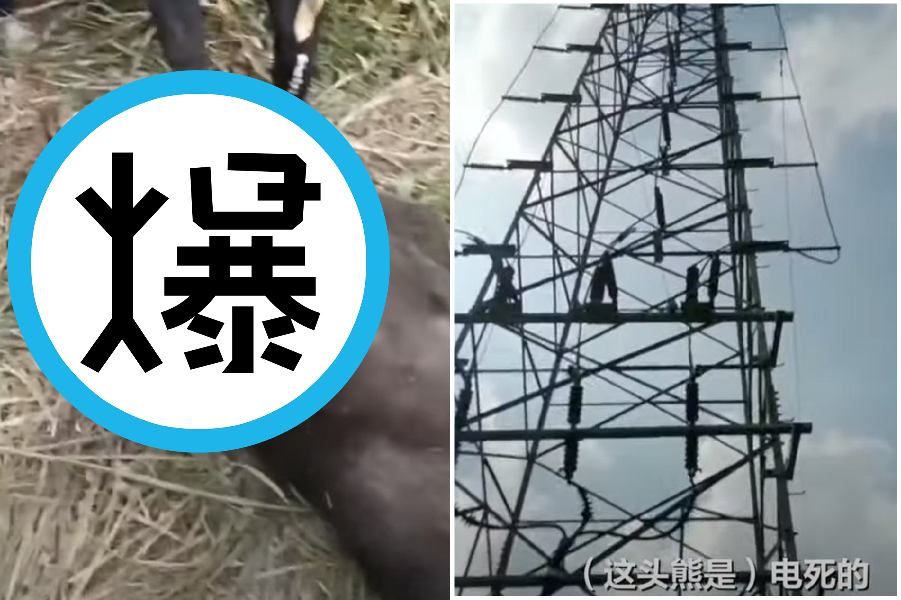 這區域大跳電怪黑熊！慎入，黑熊爬高壓電被電到慘死。（翻自《新京報》）
