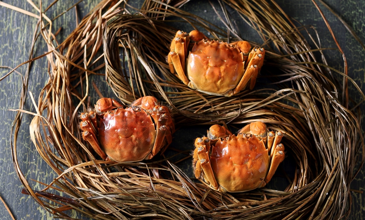 天香樓的蟹宴雖然稍遲登場，但品質令人驚喜，使用來自安徽女山湖的大閘蟹，11月進入盛產季，每隻都有5兩以上。（天香樓提供）