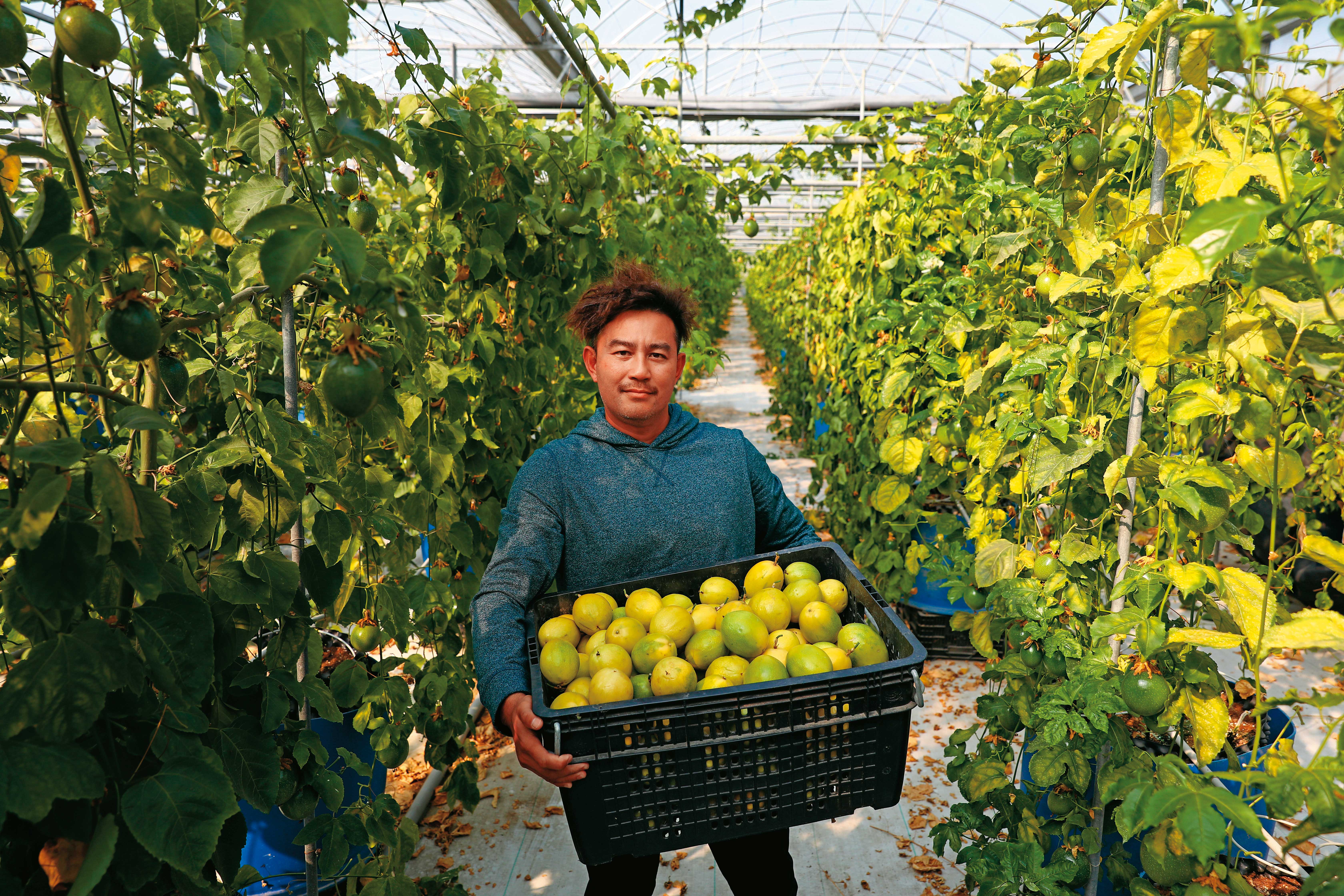 陳育旗是嘉義在地青農，現栽種溫室水果，但他野心不僅於此，希望能藉光電收入投資設備，擴大產量。