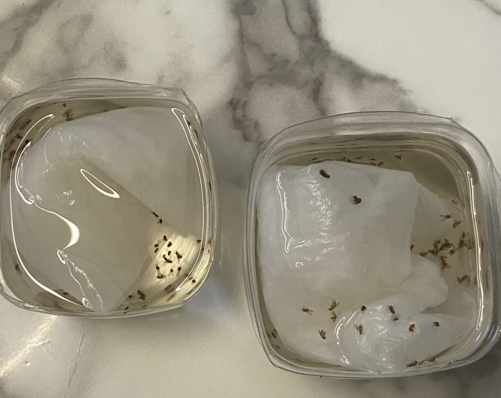 一名網友分享撇步，成功消滅家中小飛蚊。（翻攝自生活妙招討論區）