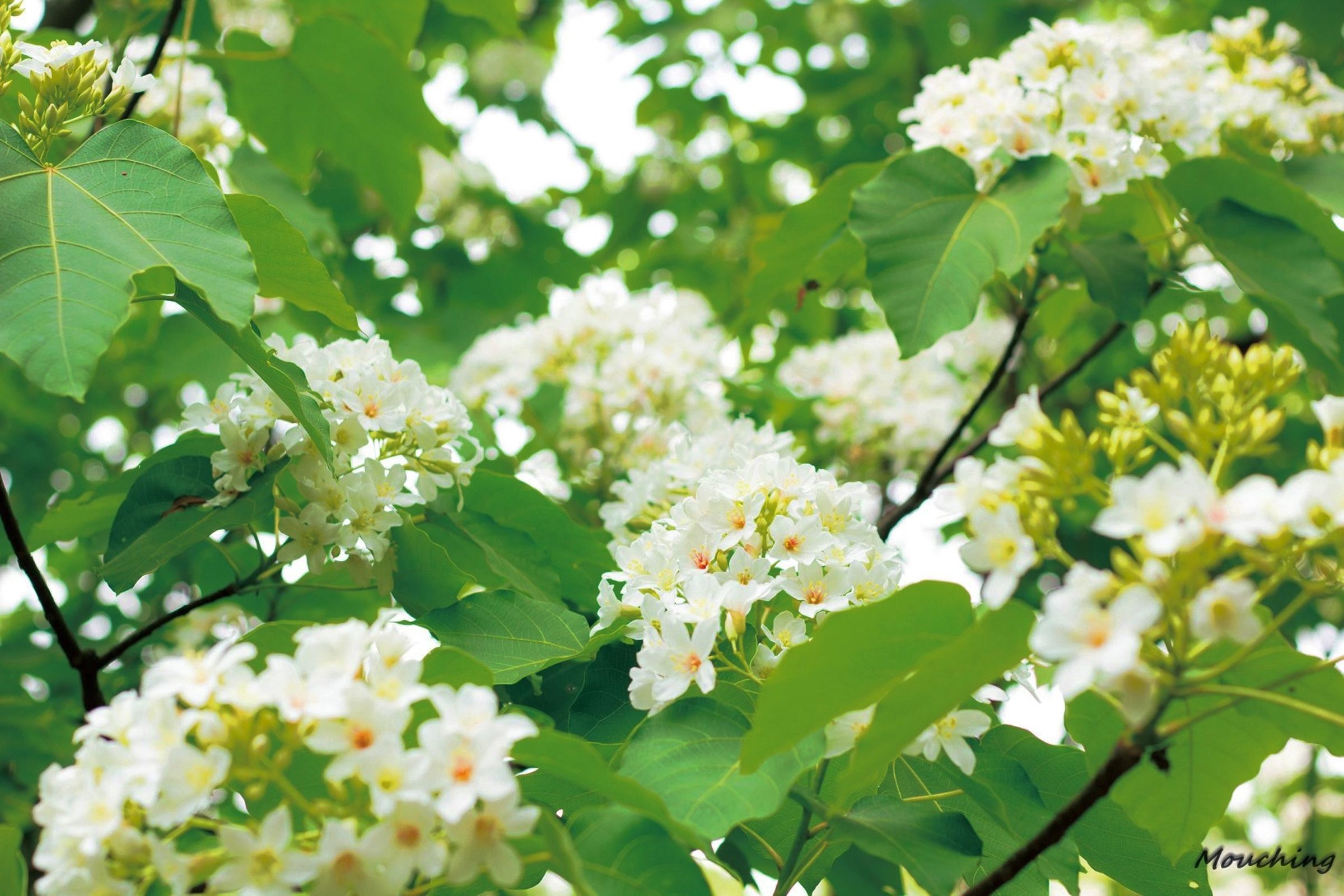 巨埔環山桐花步道。（新竹縣政府提供）