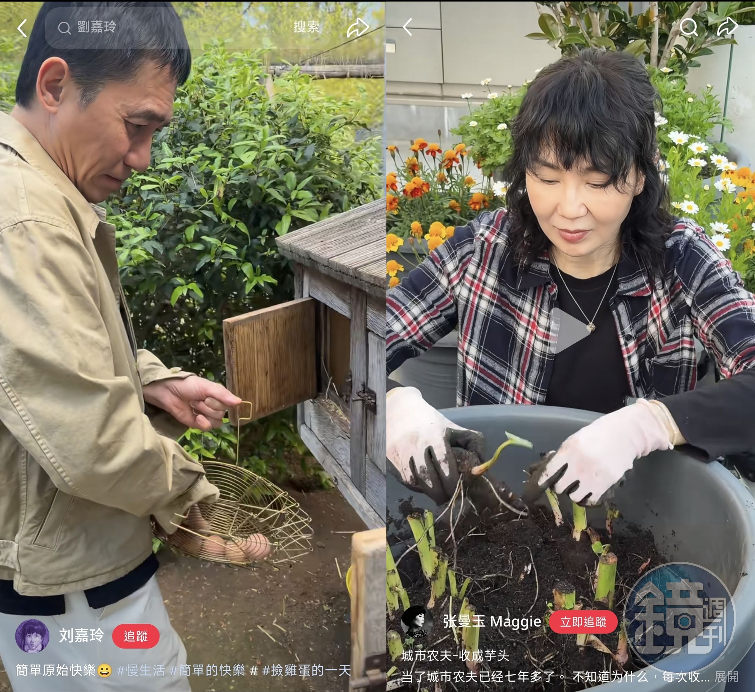 張曼玉才在抖音分享收成自種的芋頭，劉嘉玲沒隔幾天就上船梁朝偉撿雞蛋的影片，時機巧合頗耐人尋味。（劉嘉玲微博/張曼玉抖音）