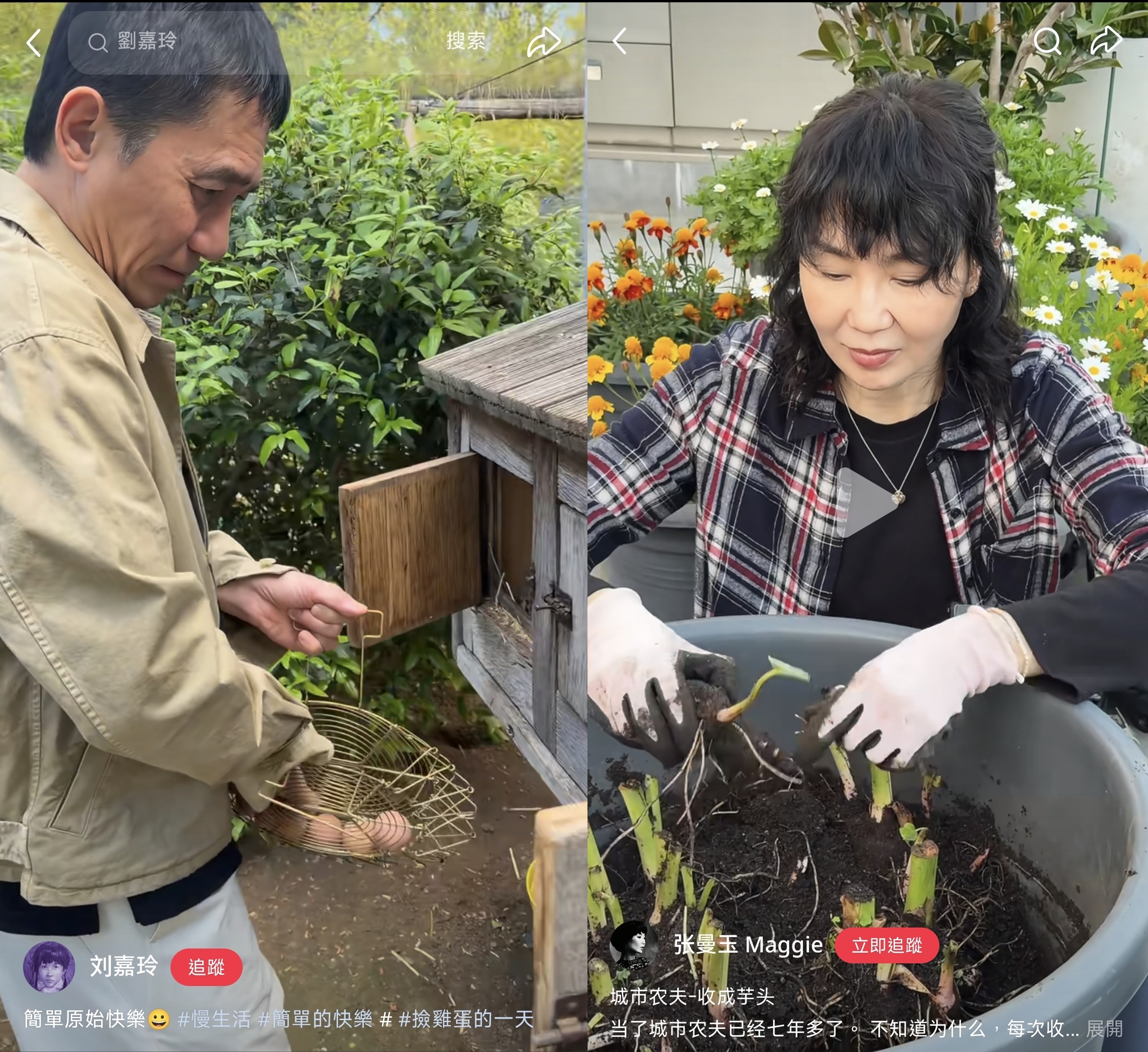 張曼玉才在抖音分享收成自種的芋頭，劉嘉玲沒隔幾天就上船梁朝偉撿雞蛋的影片，時機巧合頗耐人尋味。（劉嘉玲微博/張曼玉抖音）