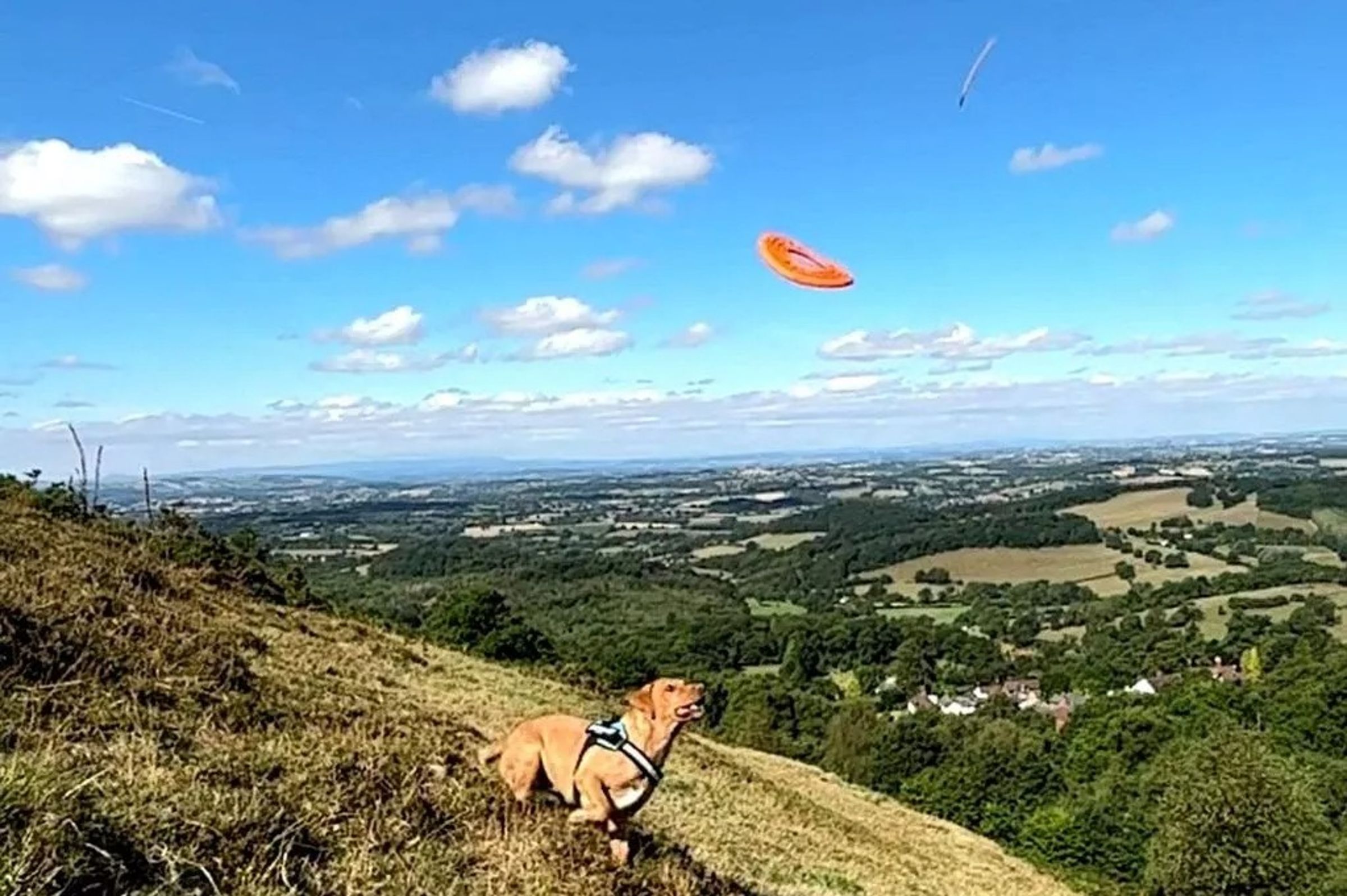 英國一名男子陪愛犬玩飛盤,意外拍到不明白色飛行物。(翻攝影片畫面)
