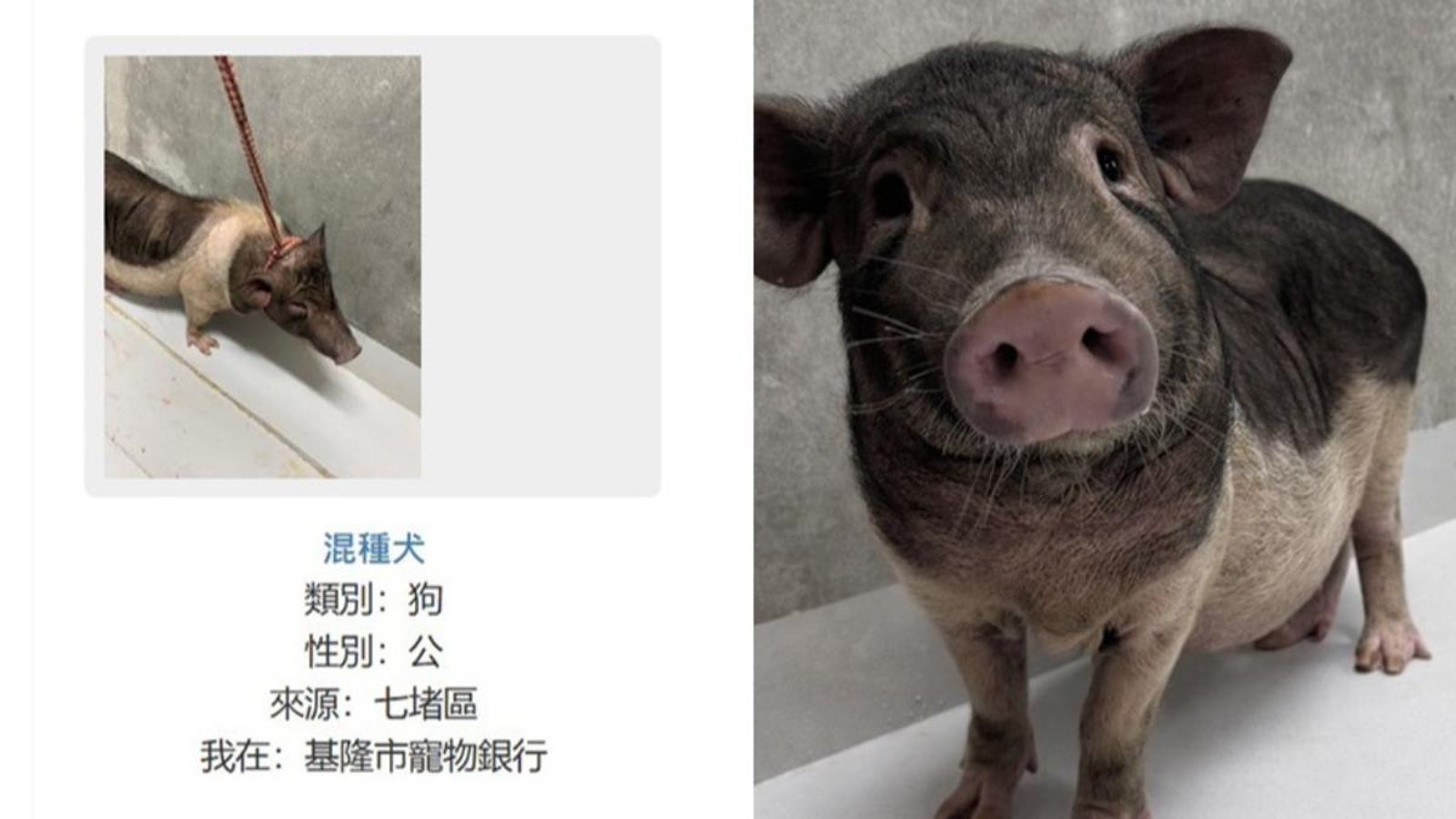基隆市動物保護防疫所近日一則標示為「混種犬」的認養公告，照片卻出現一隻麝香豬。（翻攝畫面）