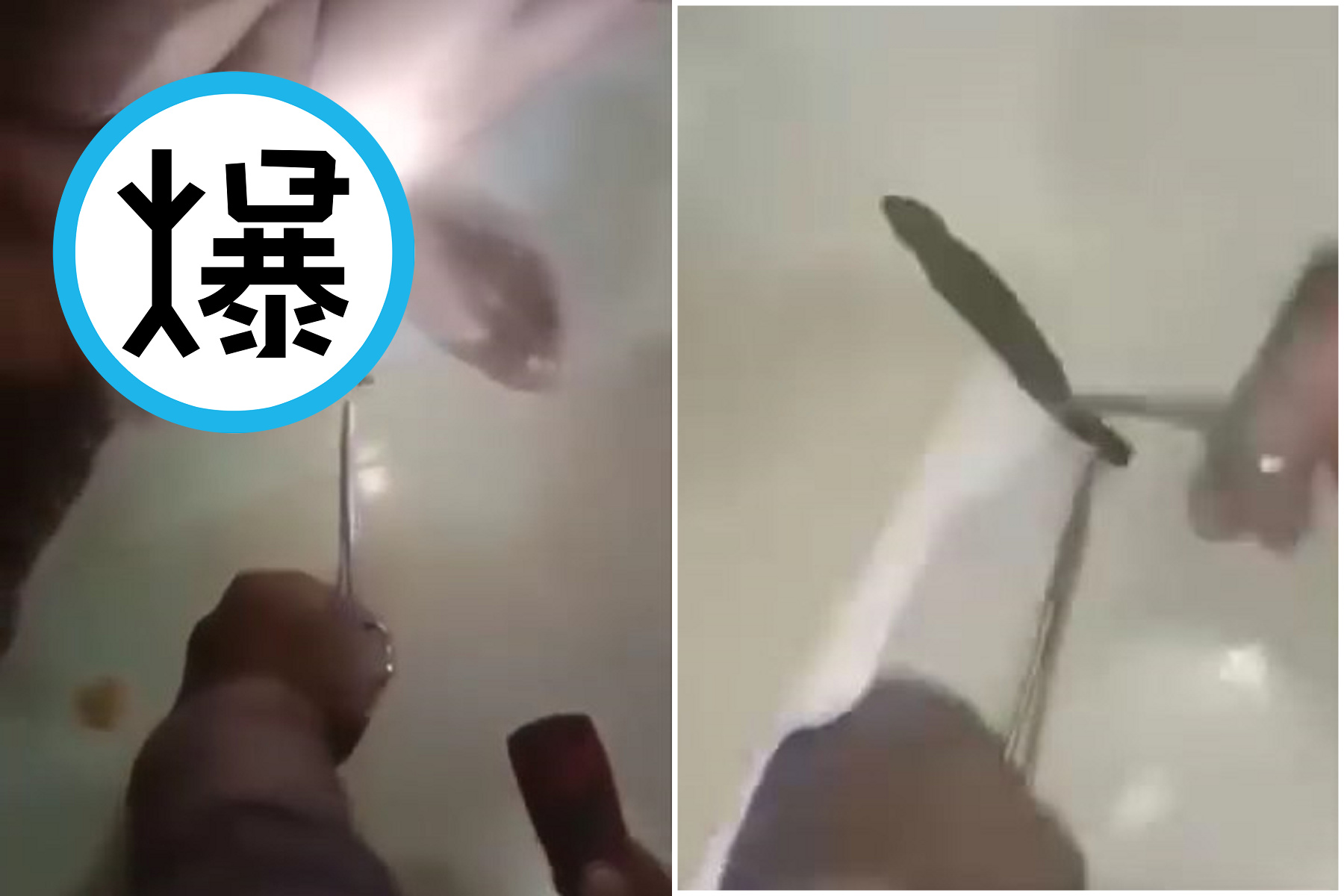 噁爆慎入！蟲蟲吃重鹹，鑽入男子生殖器吸好吸滿。（翻自臉書）