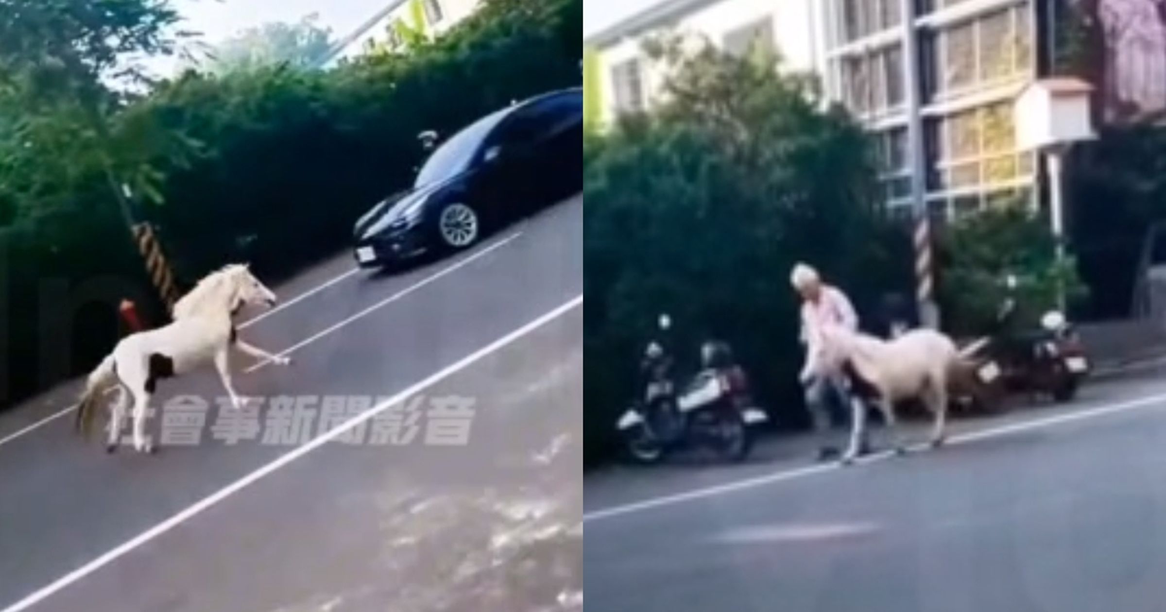 台南大馬路上出現1匹白馬狂奔，隨後被飼主帶回。（翻攝自社會事新聞影音）
