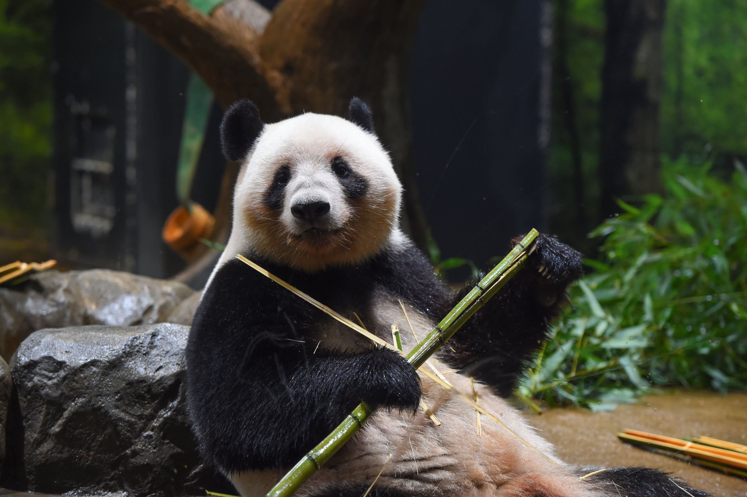上野動物園的2隻貓熊「曉曉」與「蕾蕾」即將返還中國。(翻攝自上野動物園X)
