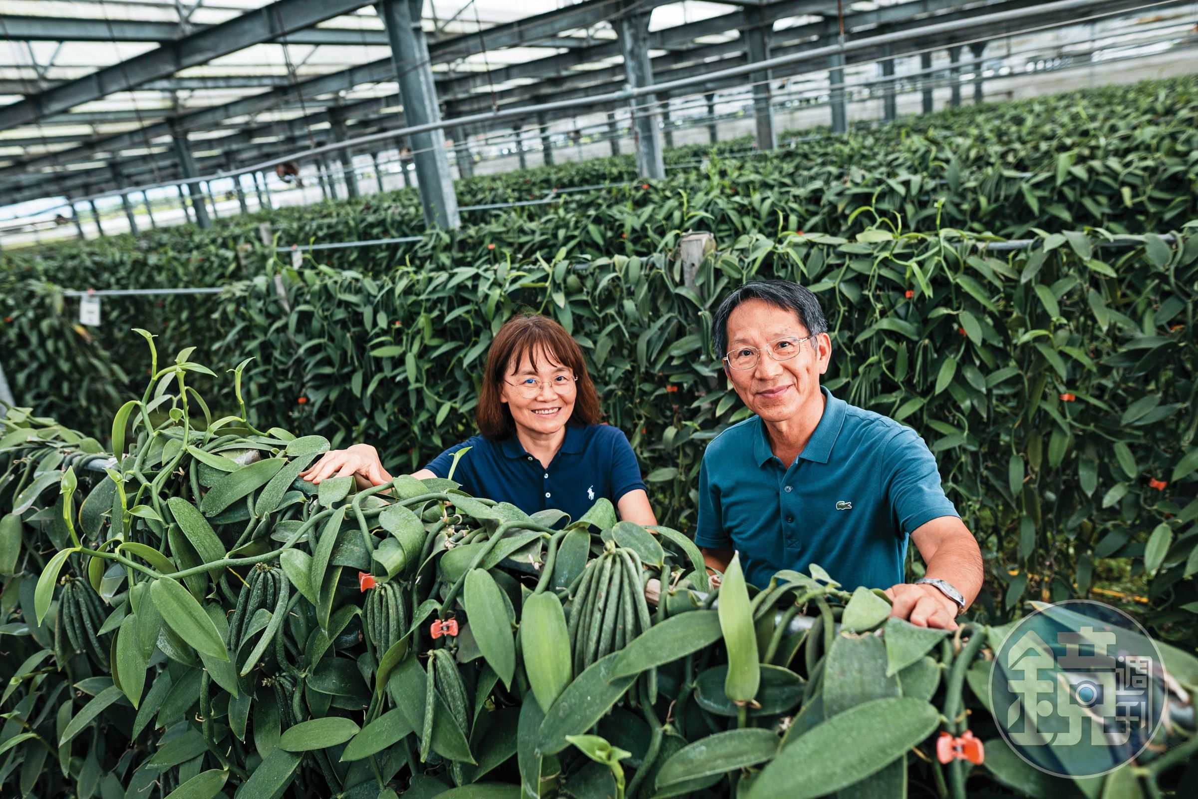 陳錦超(右)和吳麗珠(左)除了是牙醫師也是香莢蘭農,他們在光電板下種出的香莢蘭,通過比利時的風味認證。