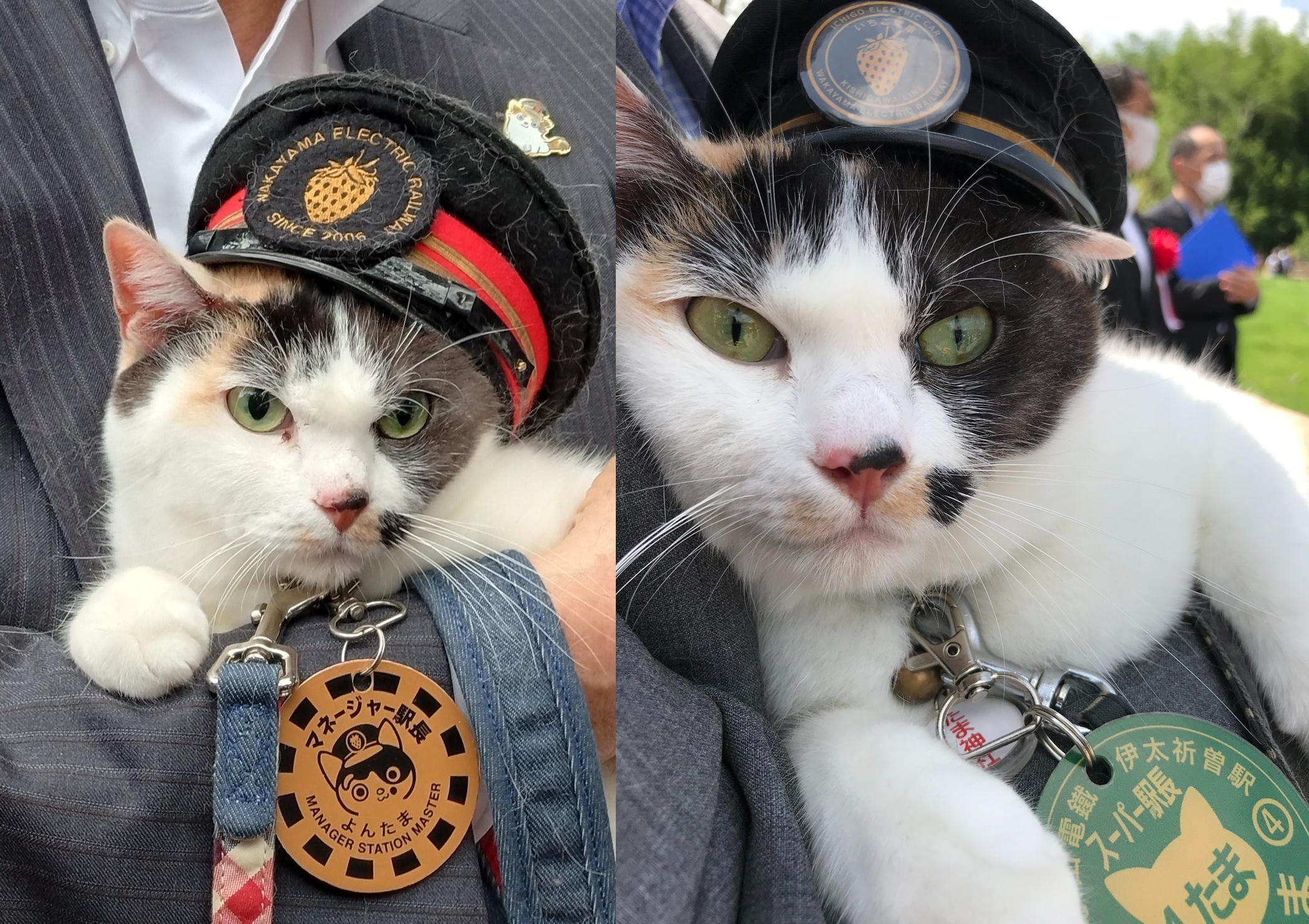 超人氣三花貓「四代玉」（よんたま）正式接下任命書，成為第三代貓站長。（翻攝自Ｘ）