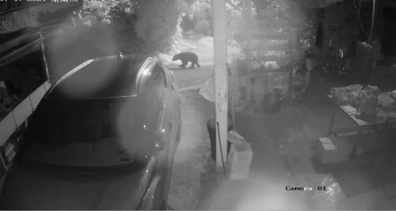 台灣黑熊現蹤高雄山區偷吃蜂蜜，被民眾直接目擊。（林業保育署提供）