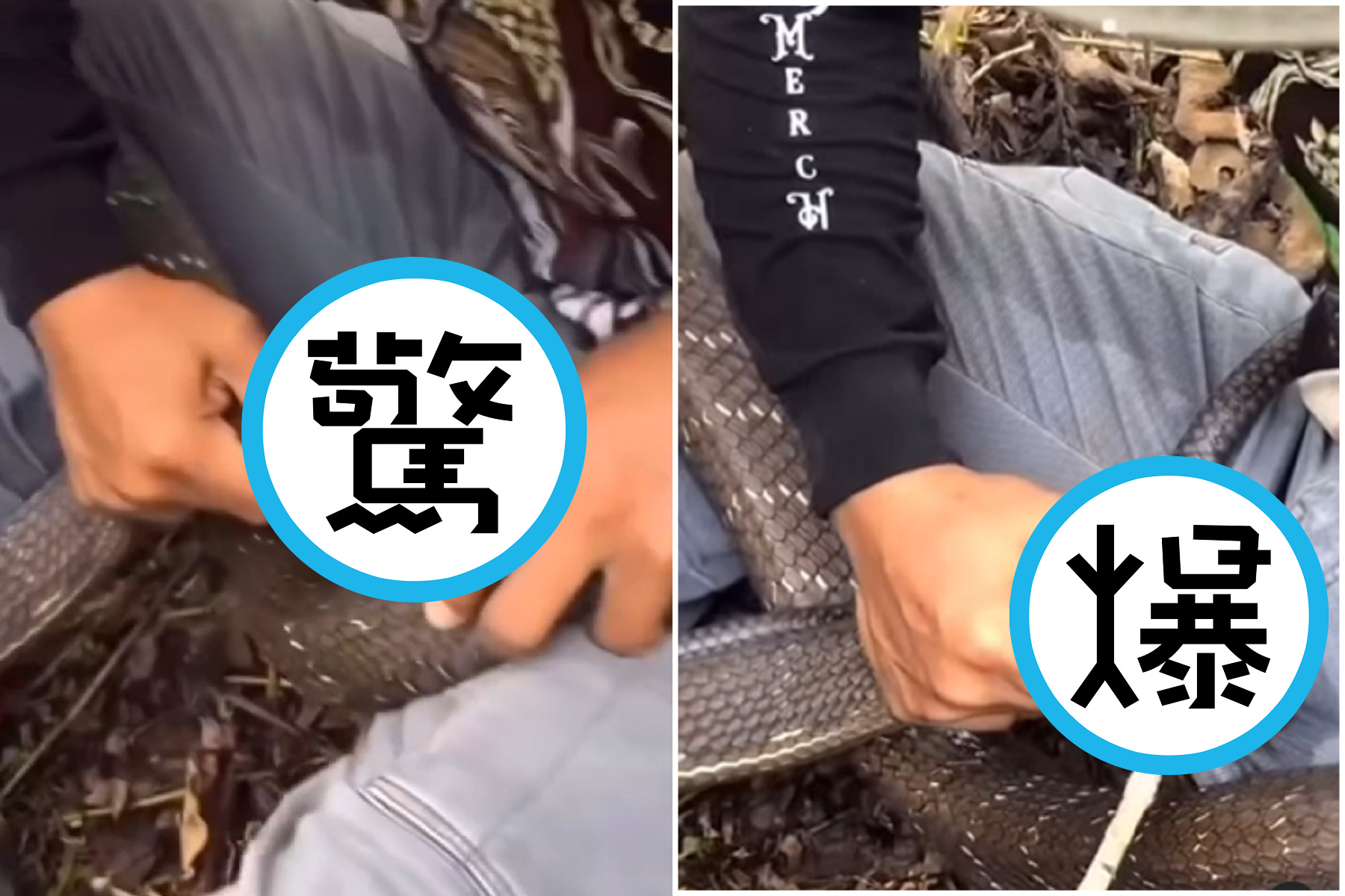 慎入！他下體慘遭大蛇「凌遲死咬」，網疑眼鏡蛇驚喊：沒救了。（翻自IG）