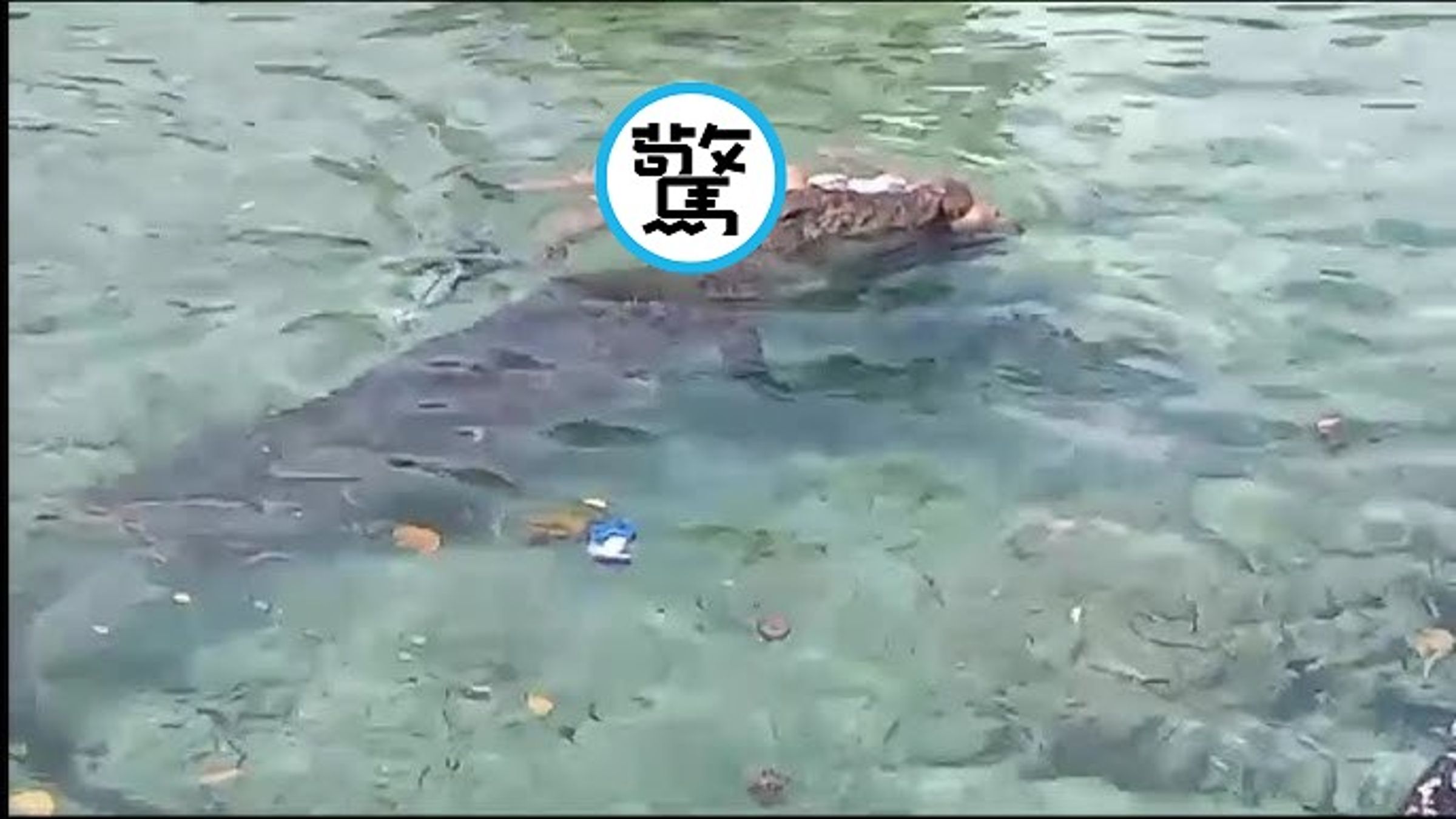 婦人慘變鱷魚嘴邊肉血濺河湖,遭死死狠咬成浮屍!驚悚影片曝光。(翻自YouTube畫面)