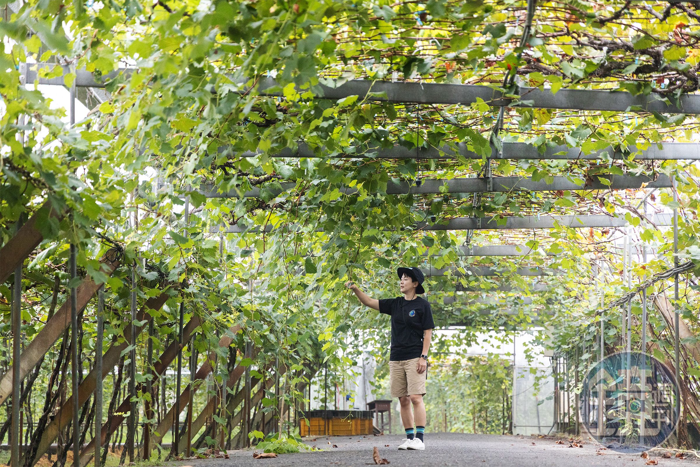 「路葡萄酒莊」的葡萄隧道，是園區內的打卡熱點，當陽光穿過綠葉灑落大地，場景很夢幻。