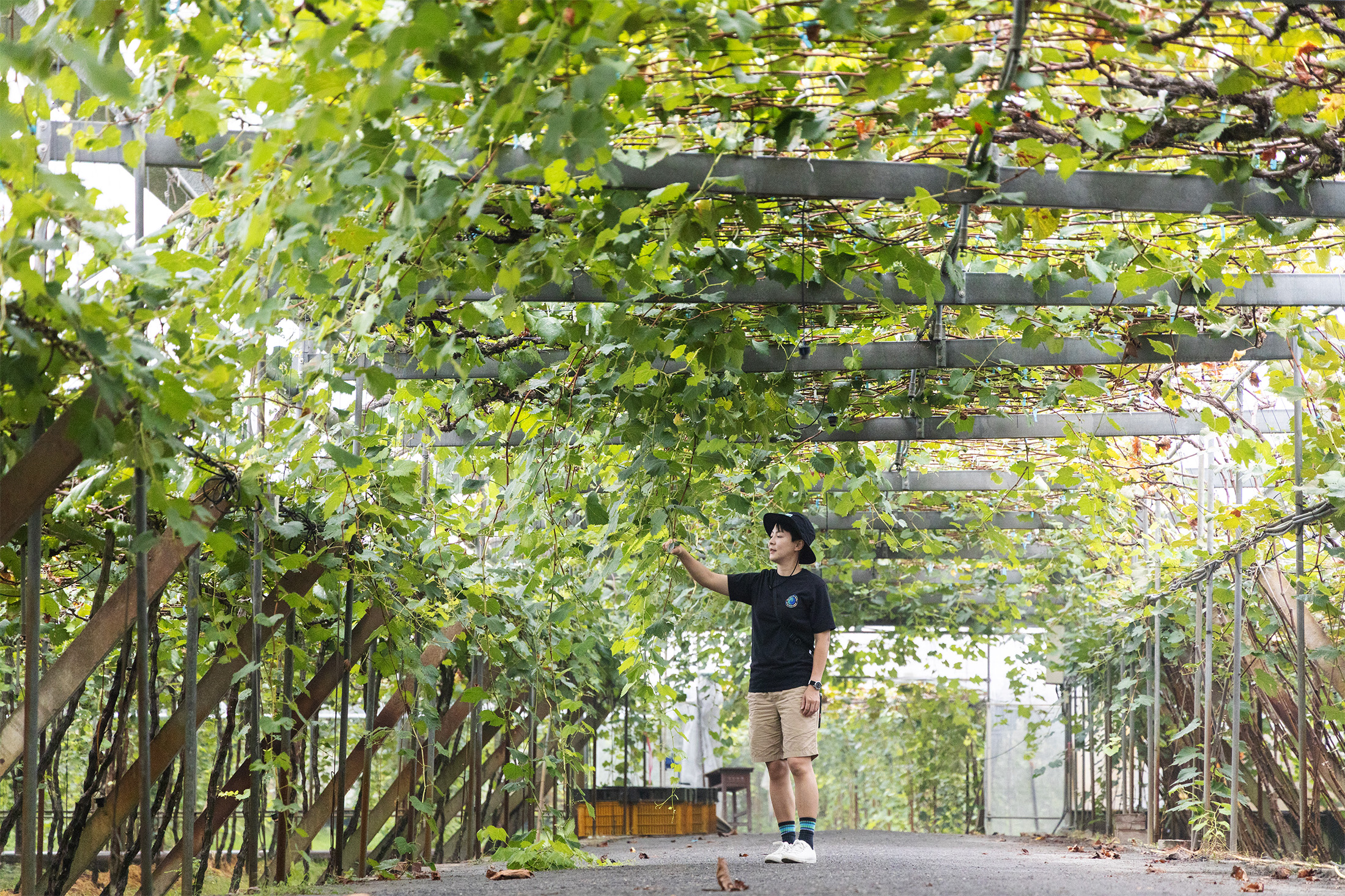 「路葡萄酒莊」的葡萄隧道，是園區內的打卡熱點，當陽光穿過綠葉灑落大地，場景很夢幻。